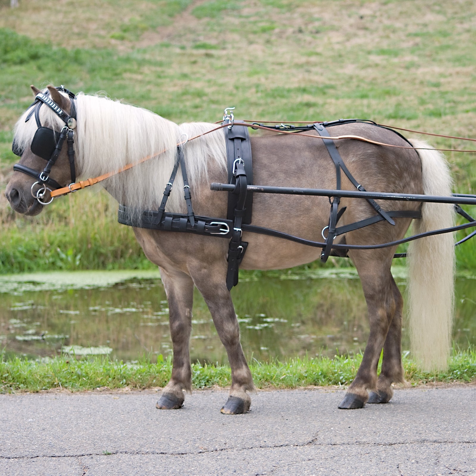 Waldhausen Pony i Shetty ekonomiczne pojedyncza uprząż Sprzęt wyścigowy