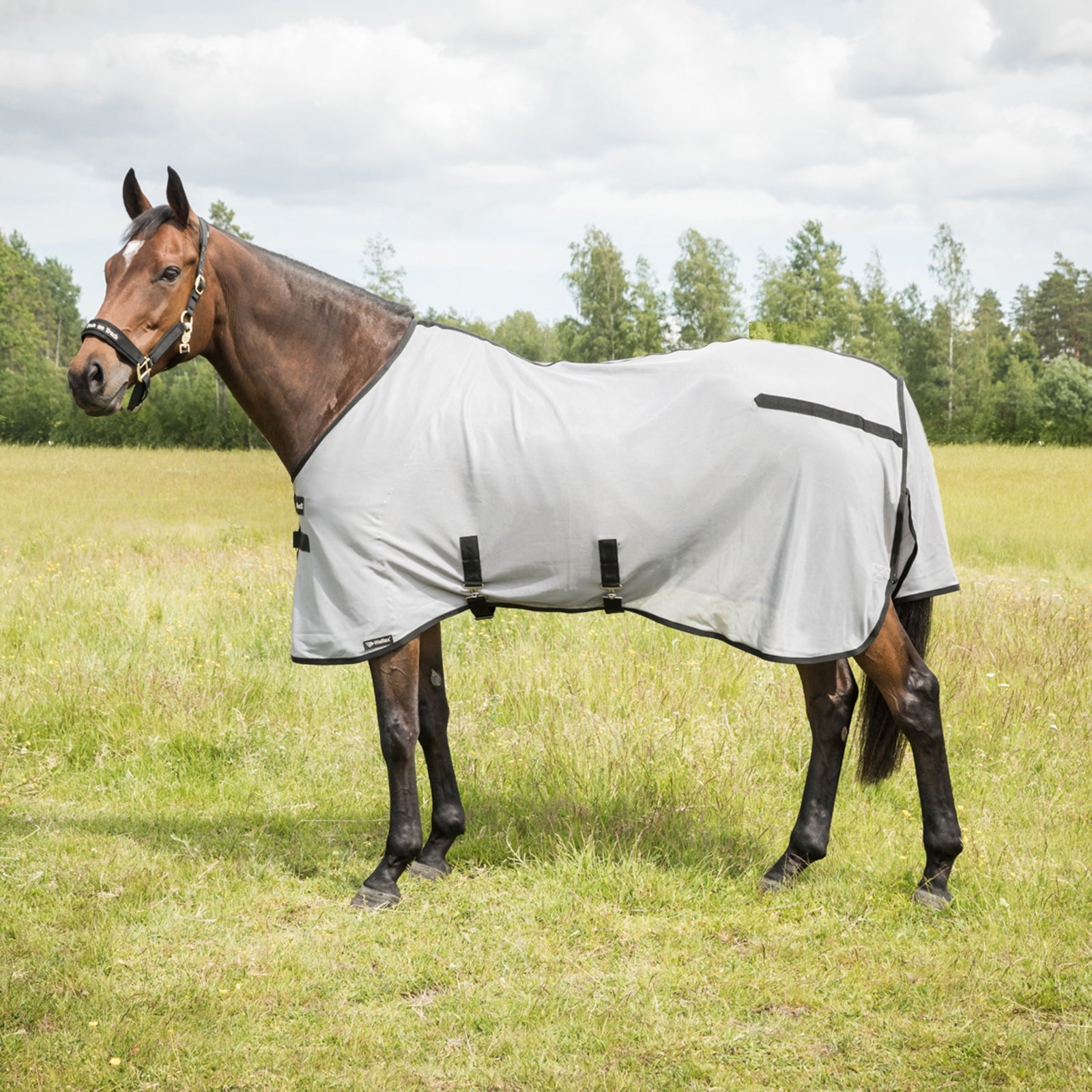 Back on Track Butzer Fly Rug without Hood Horse Rugs
