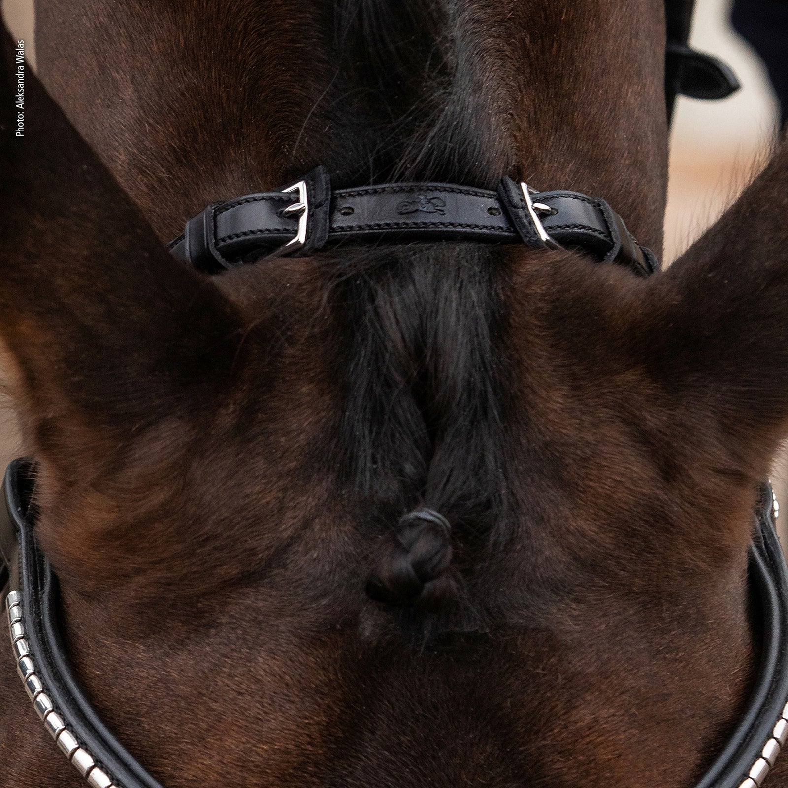 Schockemöhle Sports Equitus Rho Headpiece Bridles & Reins