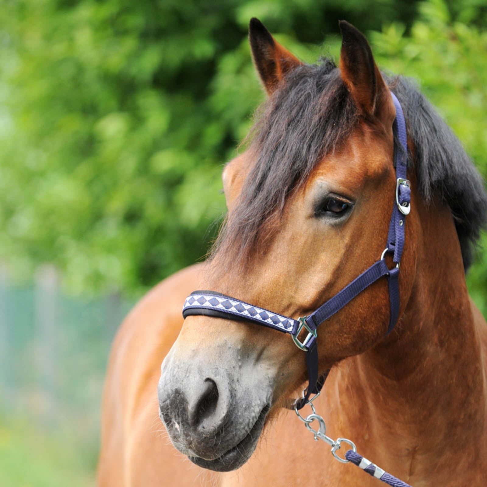 Kavalkade Klasyczny kantar Draft Horse Kantary i uwiązy