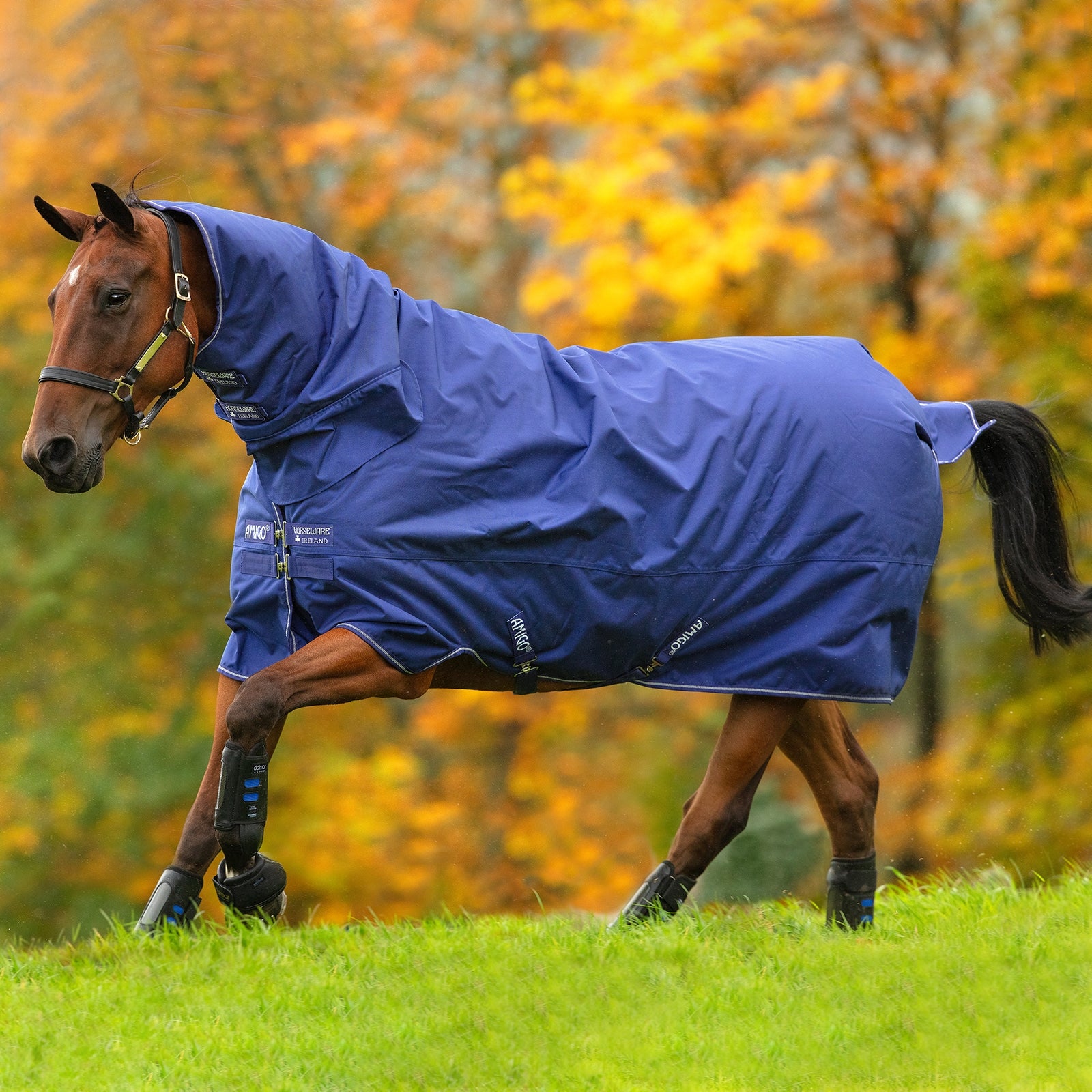Horseware Wszechstronna derka padokowa Amigo Hero 900 z kapturem, 200 g Derki