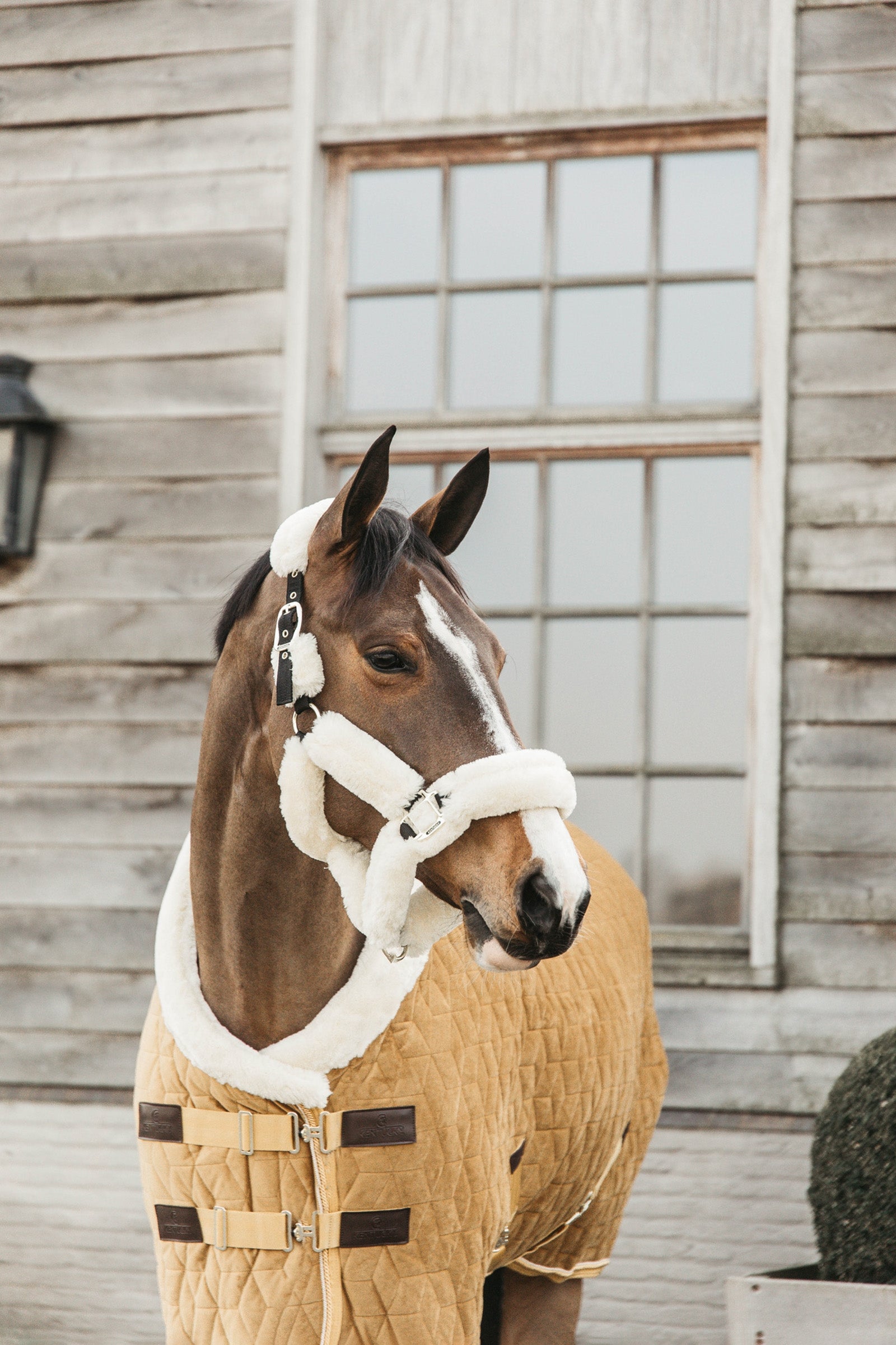 Kentucky Horsewear Velvet Show Rug, 160g Horse Rugs