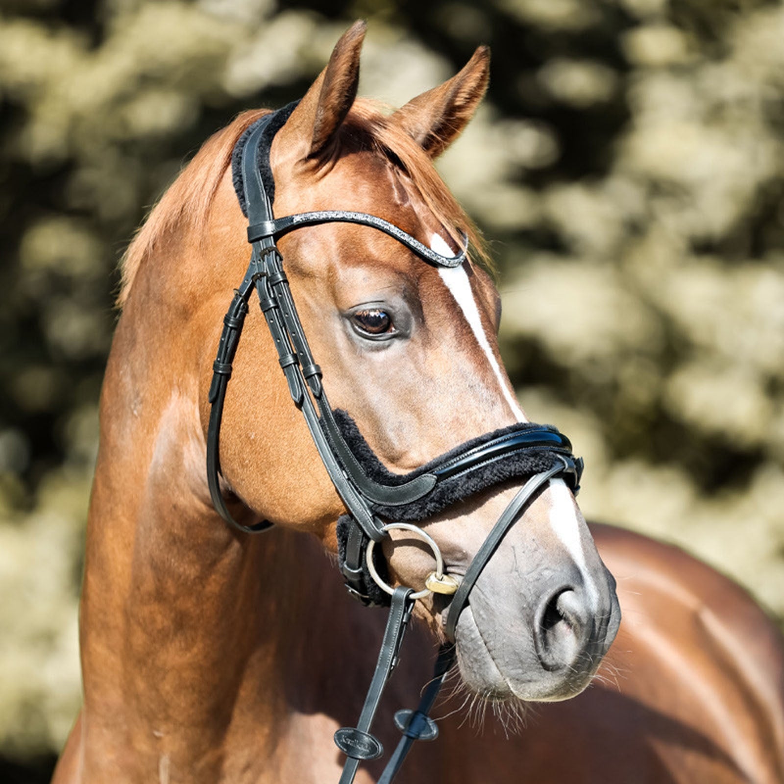 Kavalkade Ivella KavalSH4 Bridle Bridles & Reins
