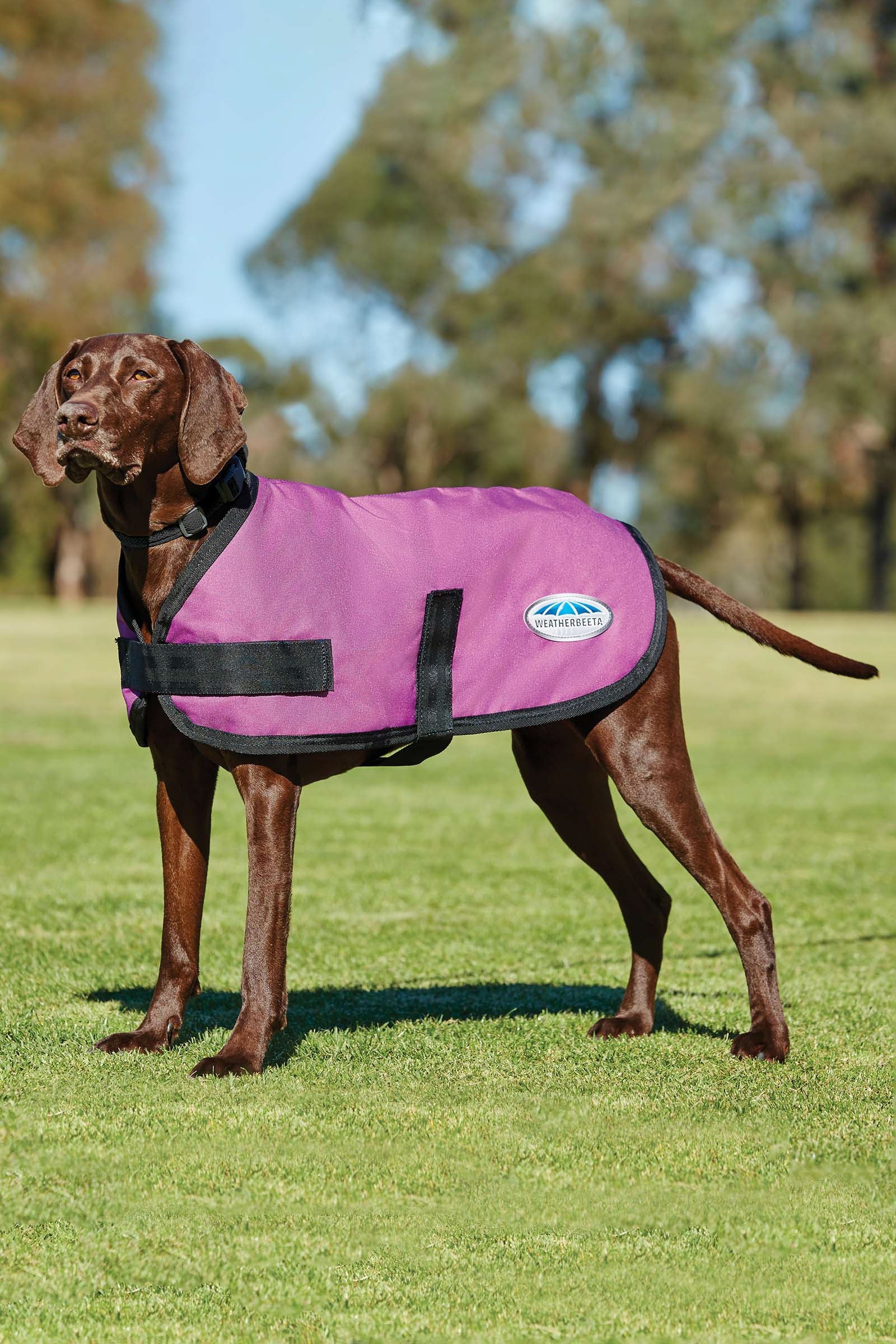 Weatherbeeta Comfitec Classic Ubranko dla psa (25-40cm) Pies