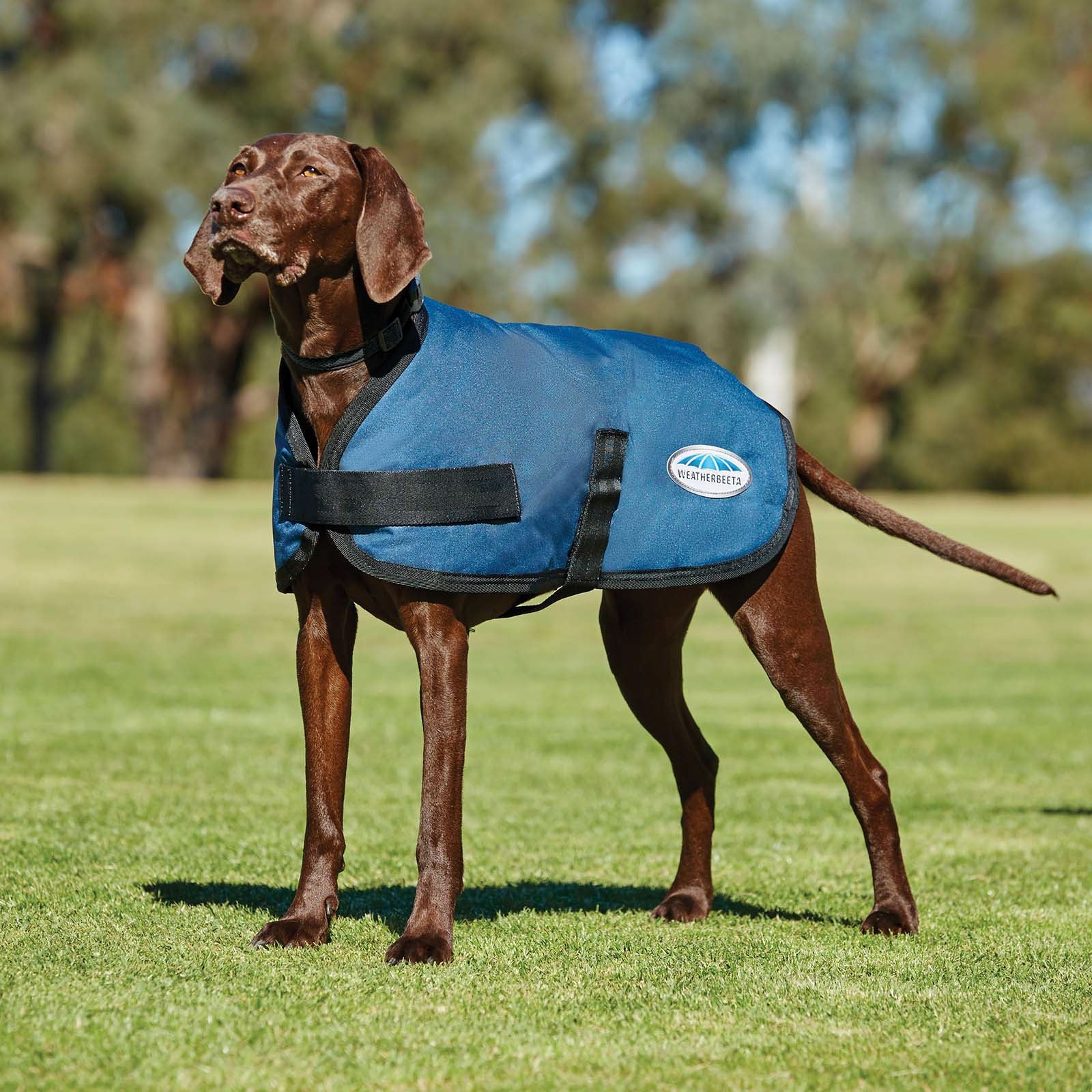 Weatherbeeta Comfitec Classic Dogcoat (45-80cm) Dog Accesories