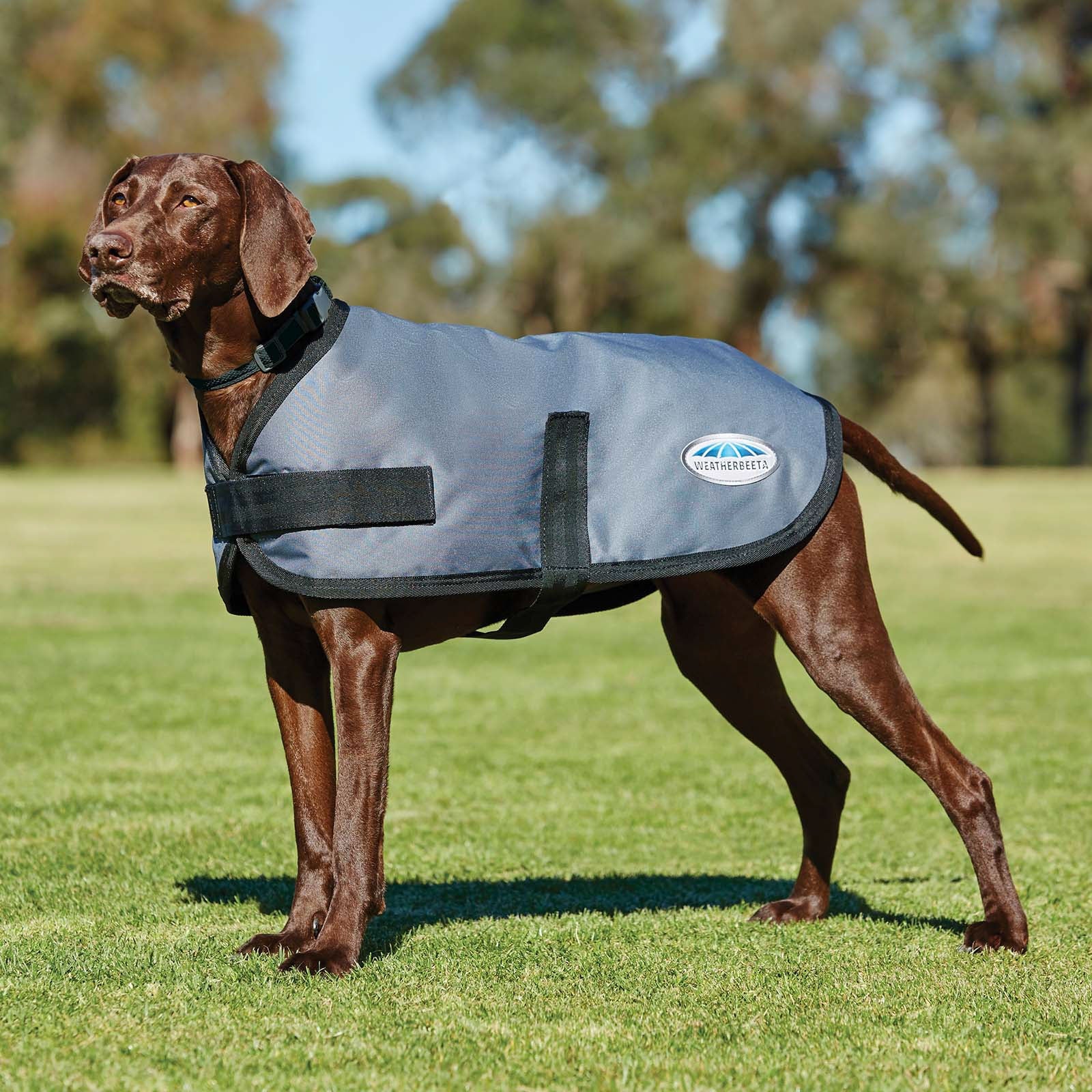 Weatherbeeta Comfitec Classic Dogcoat (45-80cm) Dog Accesories