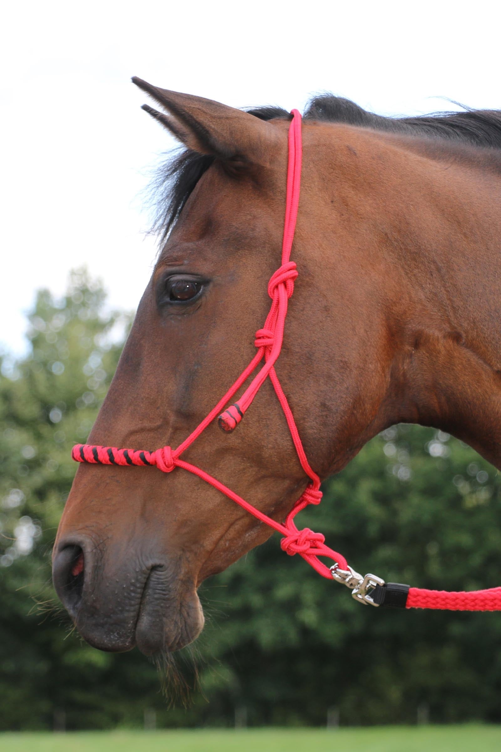 F.R.A. Freedom Riding Articles Gabi Flat Woven Cotton Reins Bridles & Reins