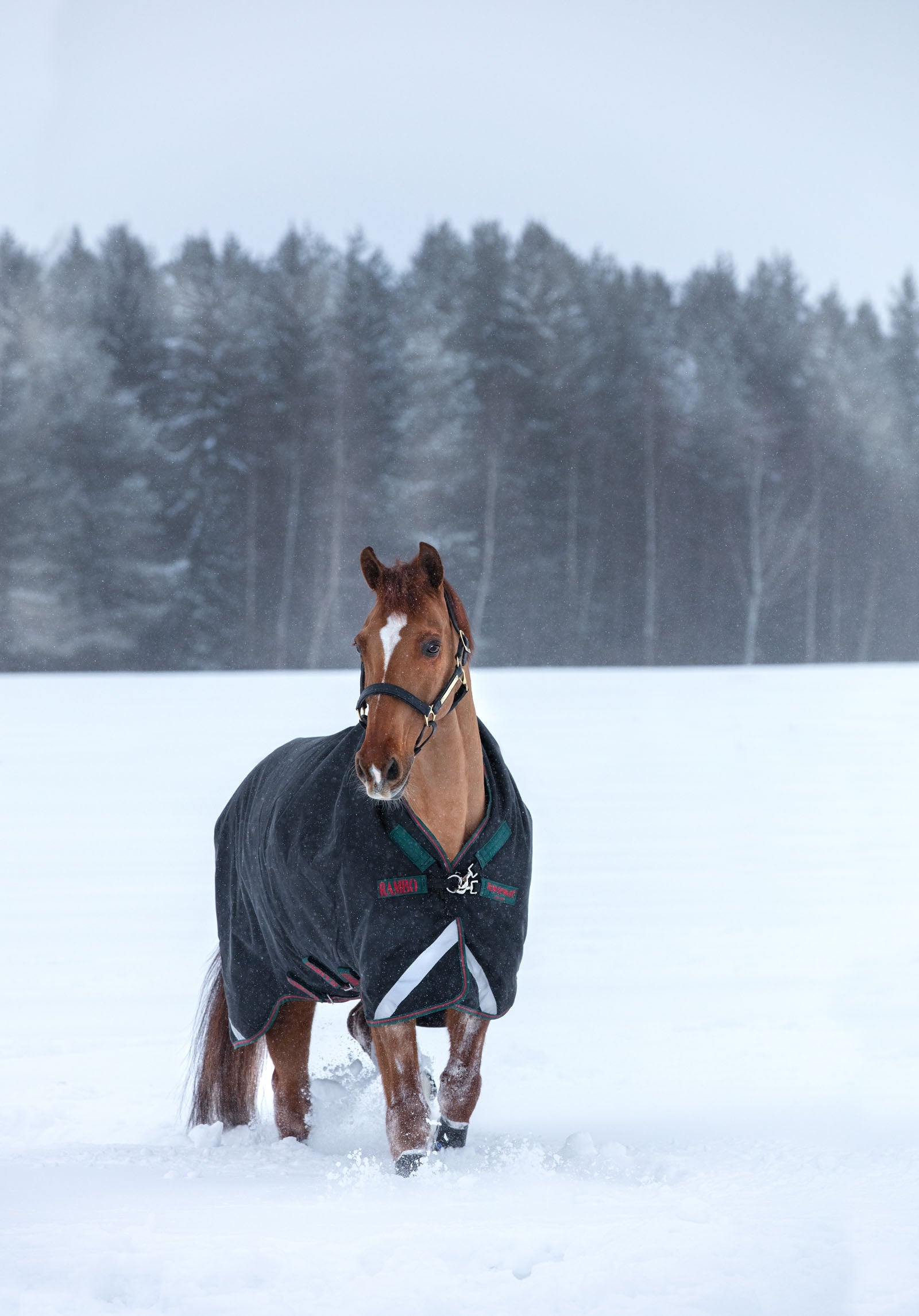 Horseware Rambo Wug Gruba derka padokowa, 400 g Derki