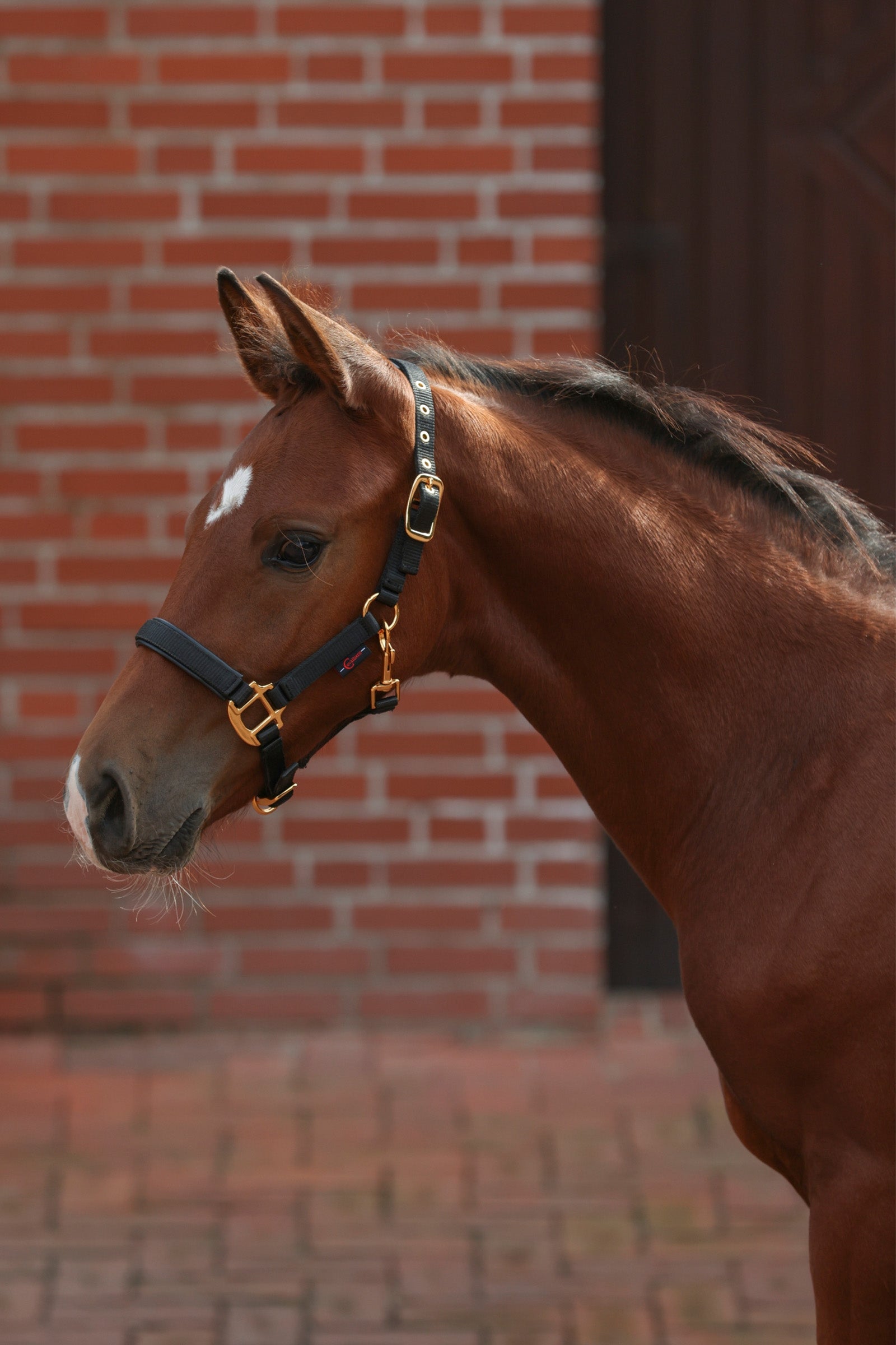 Covalliero TopLine Kantar dla źrebaka Kantary i uwiązy