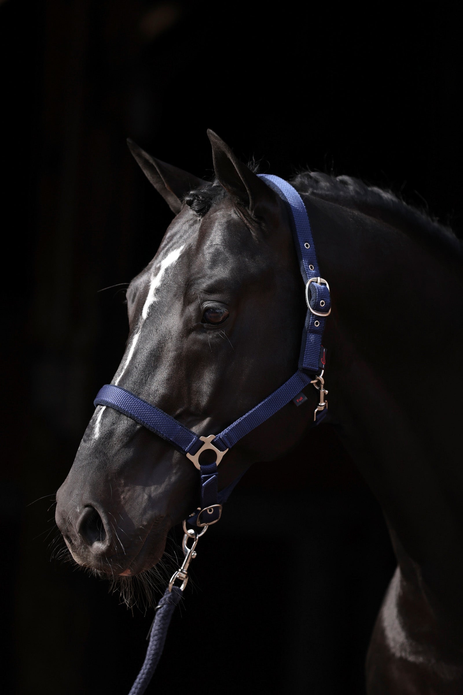 Covalliero Dexter Halter with Fleece Underlay Halters & Leads