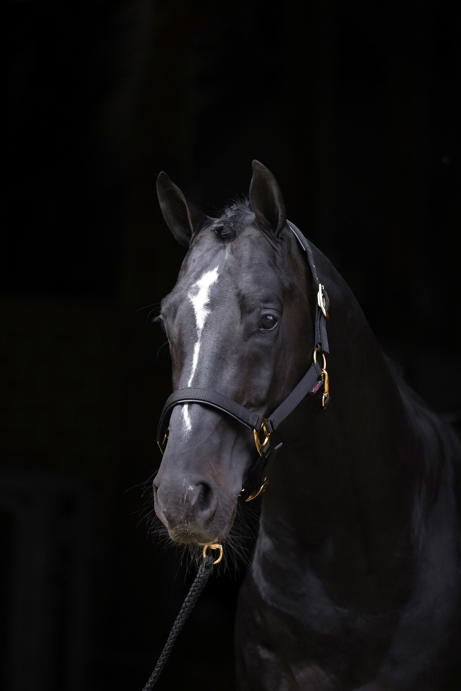 Covalliero TopLine Kantar Kantary i uwiązy