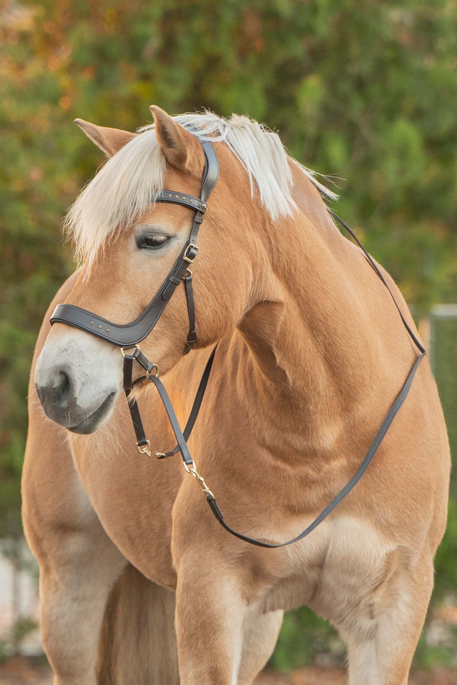 F.R.A. Freedom Riding Articles Glory Bitless Bridle With Reins (System 4) Bridles & Reins