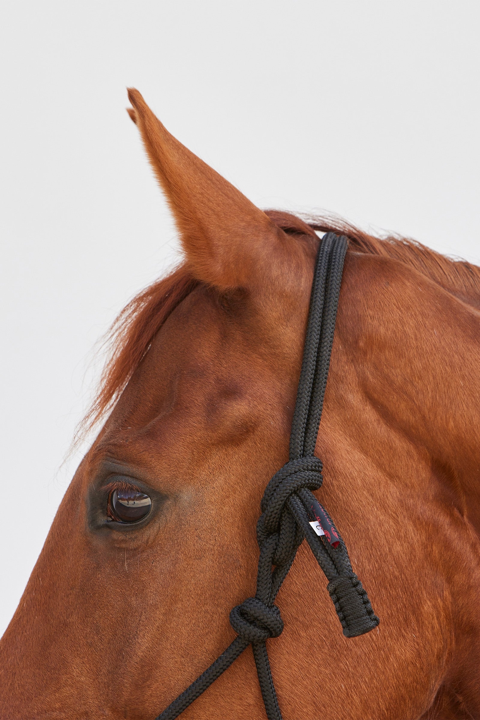 Kieffer Ruby Rope Halter Halters & Leads