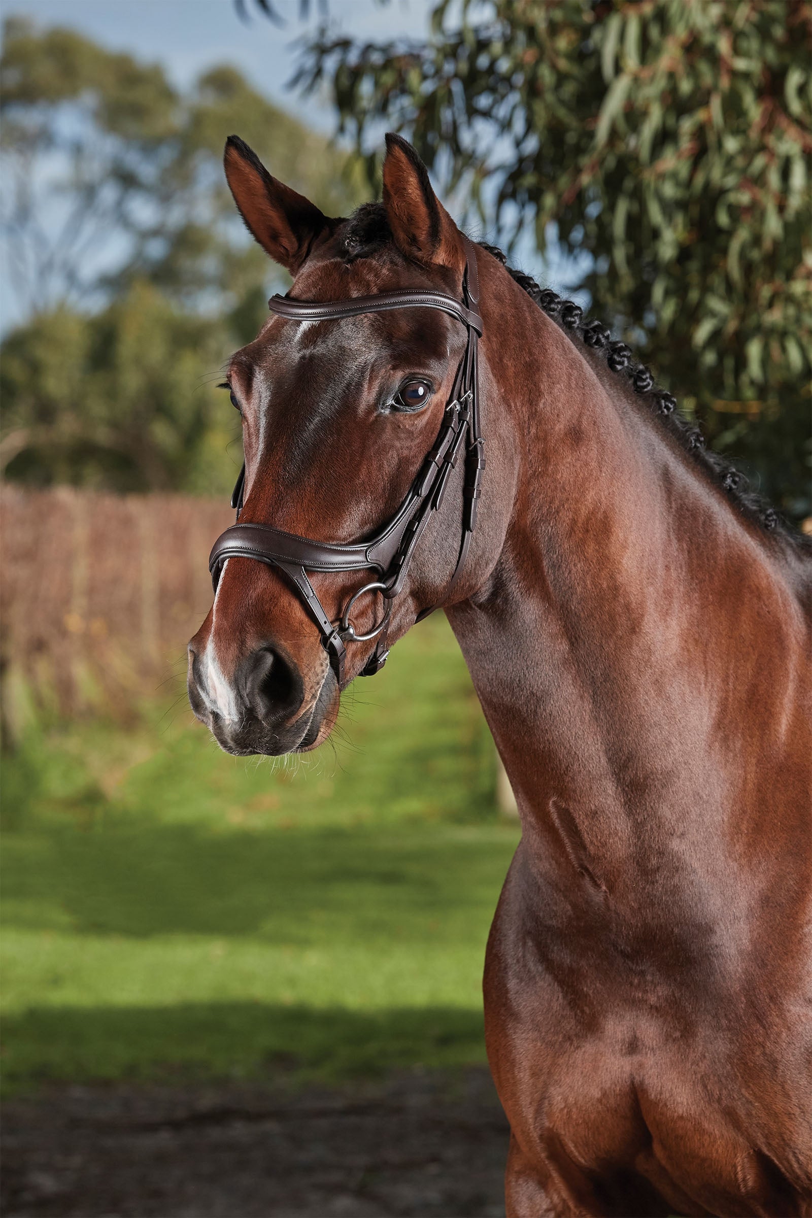 Collegiate Comfitec Vogue anatomiczne ogłowie Ogłowia i wodze