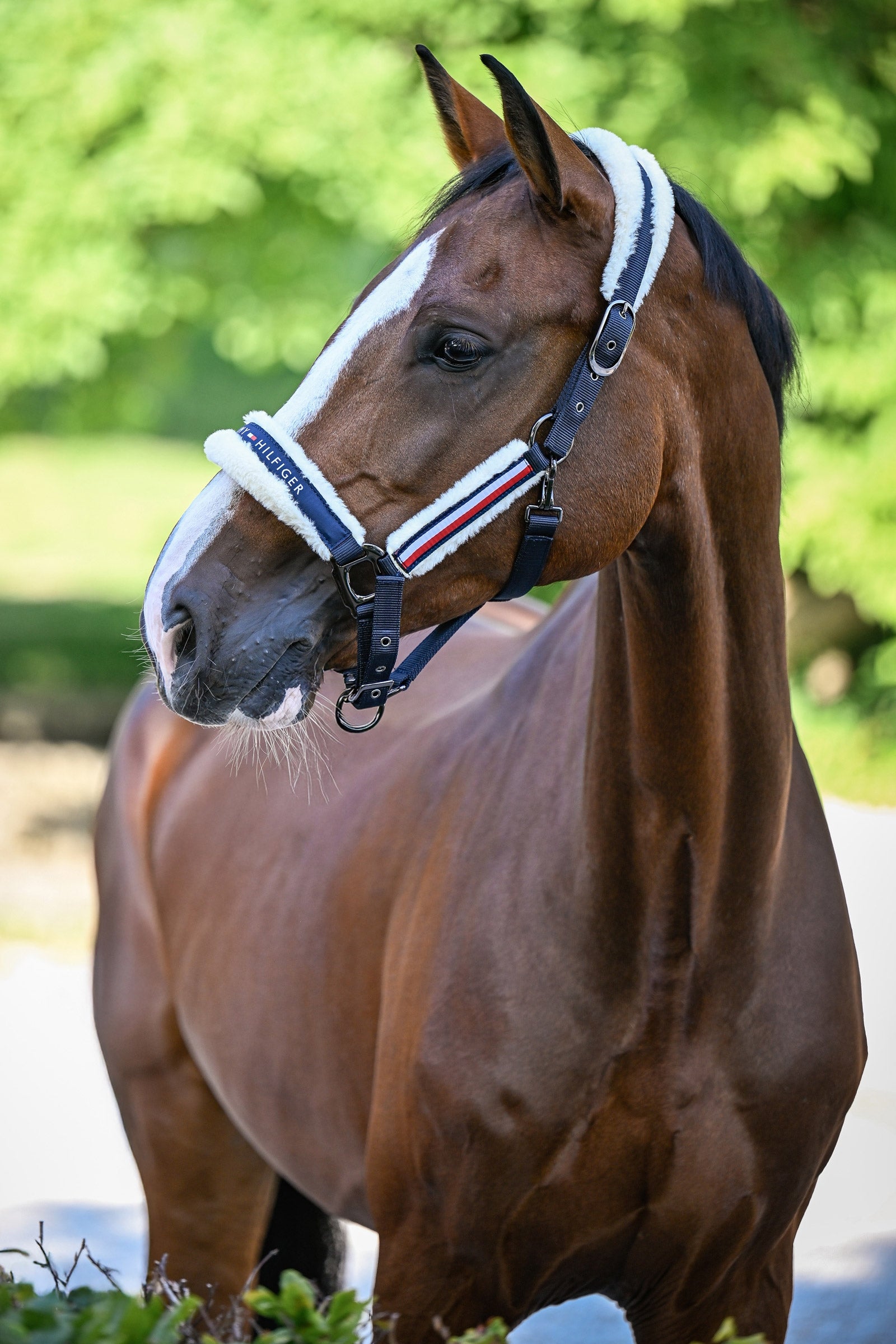 Tommy Hilfiger Equestrian Yale Set Faux Fur Halter Rope Halters & Leads