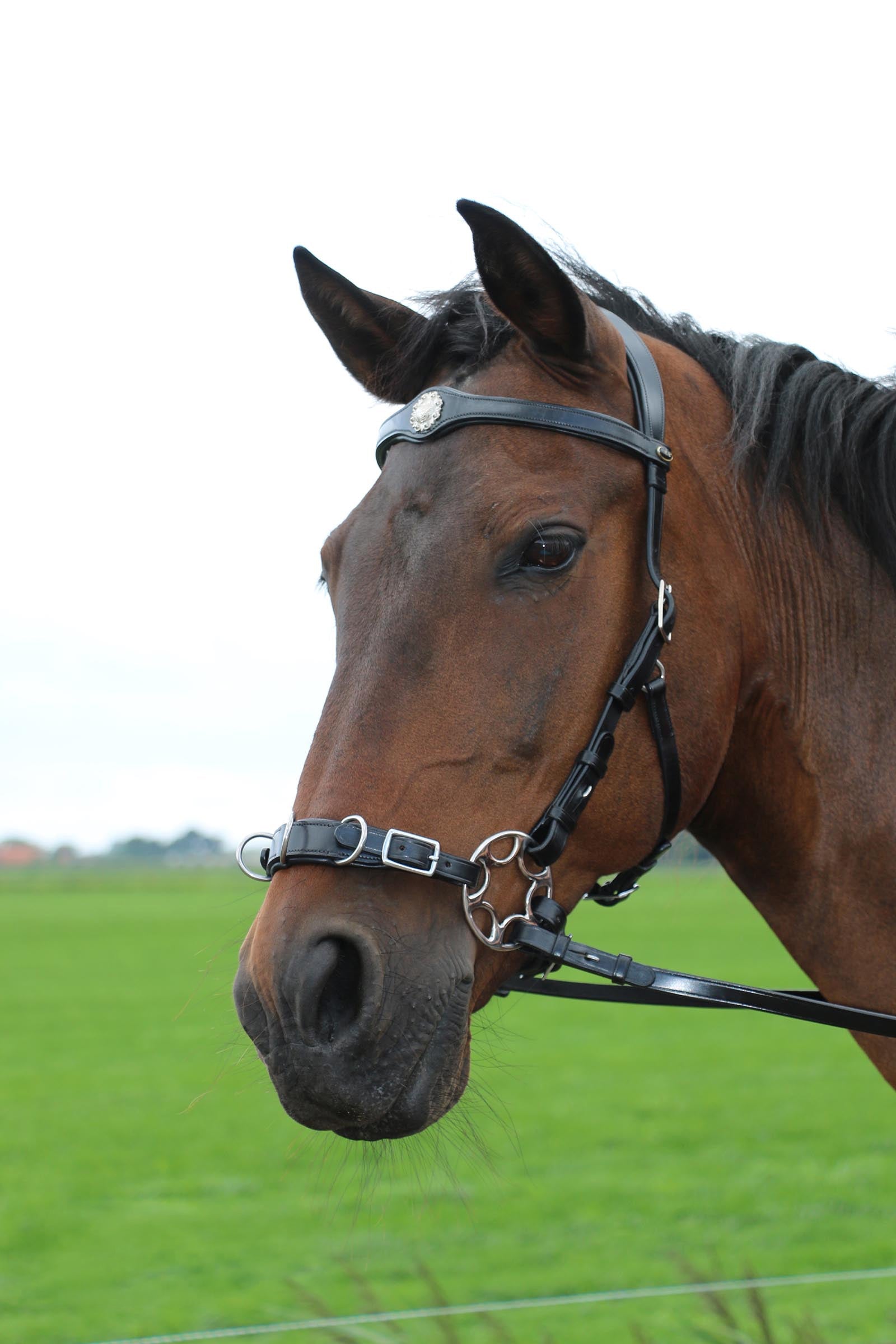 F.R.A. Freedom Riding Articles Caval Cavemore Noseband English Leather (Syst.2) w/ Scissors Bridles & Reins