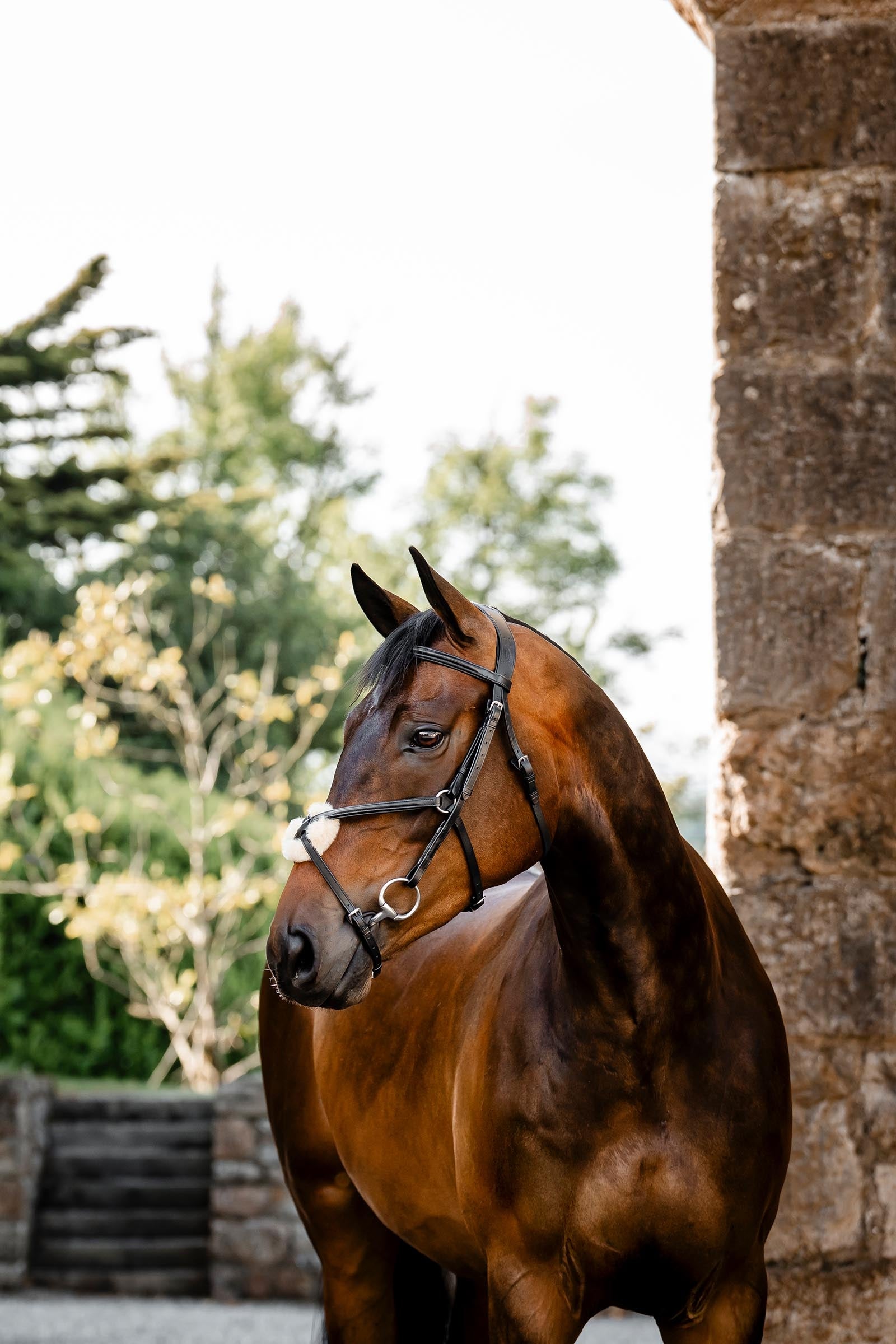 Horseware Figure 8 Grackle Bridle Bridles & Reins