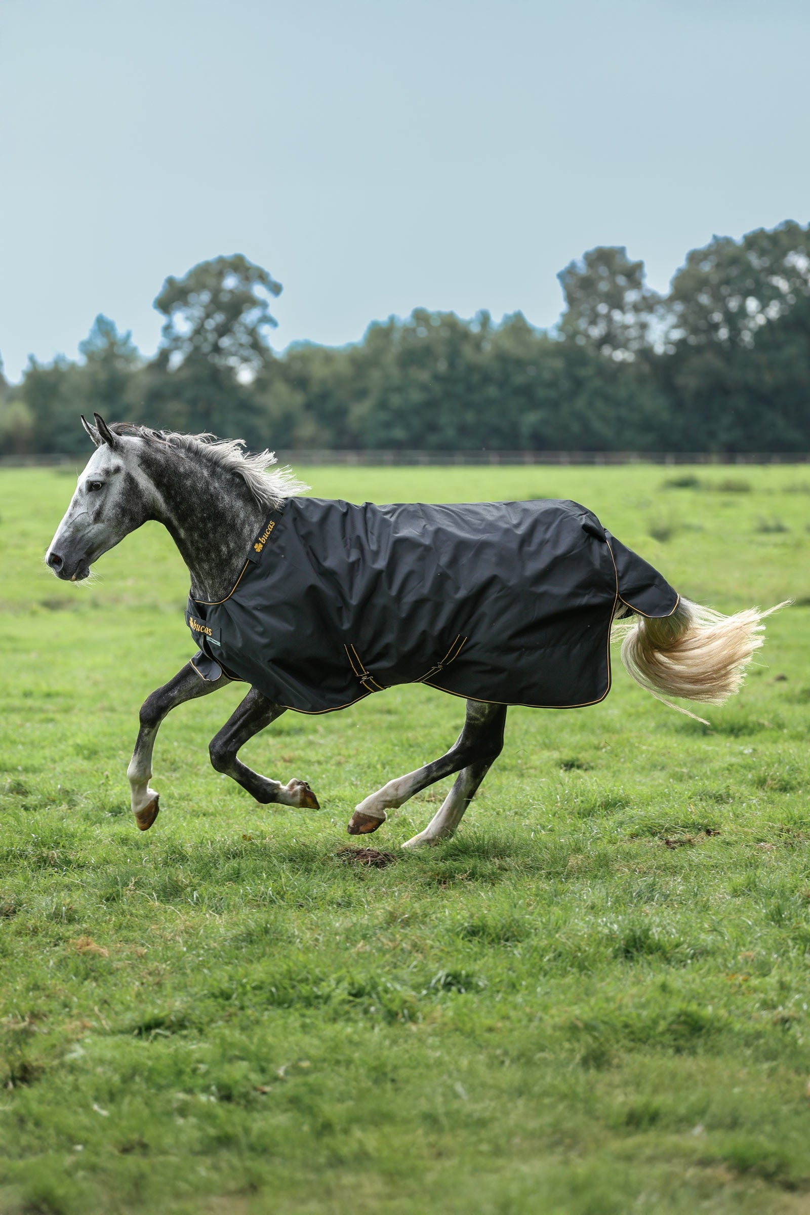 Bucas Irish derka padokowa, 100 g Derki