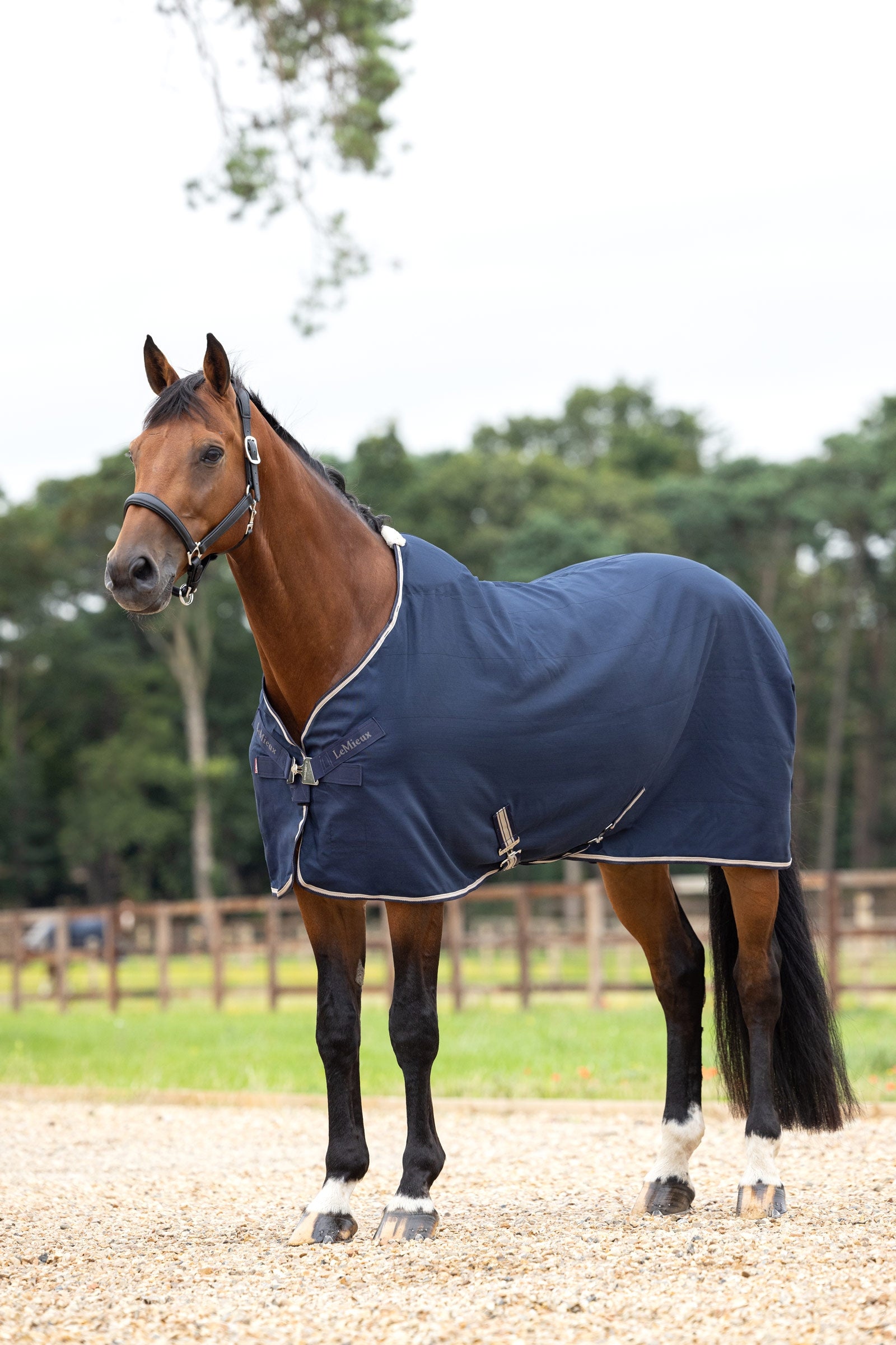 LeMieux Kudos Stable Sheet, 0g Horse Rugs