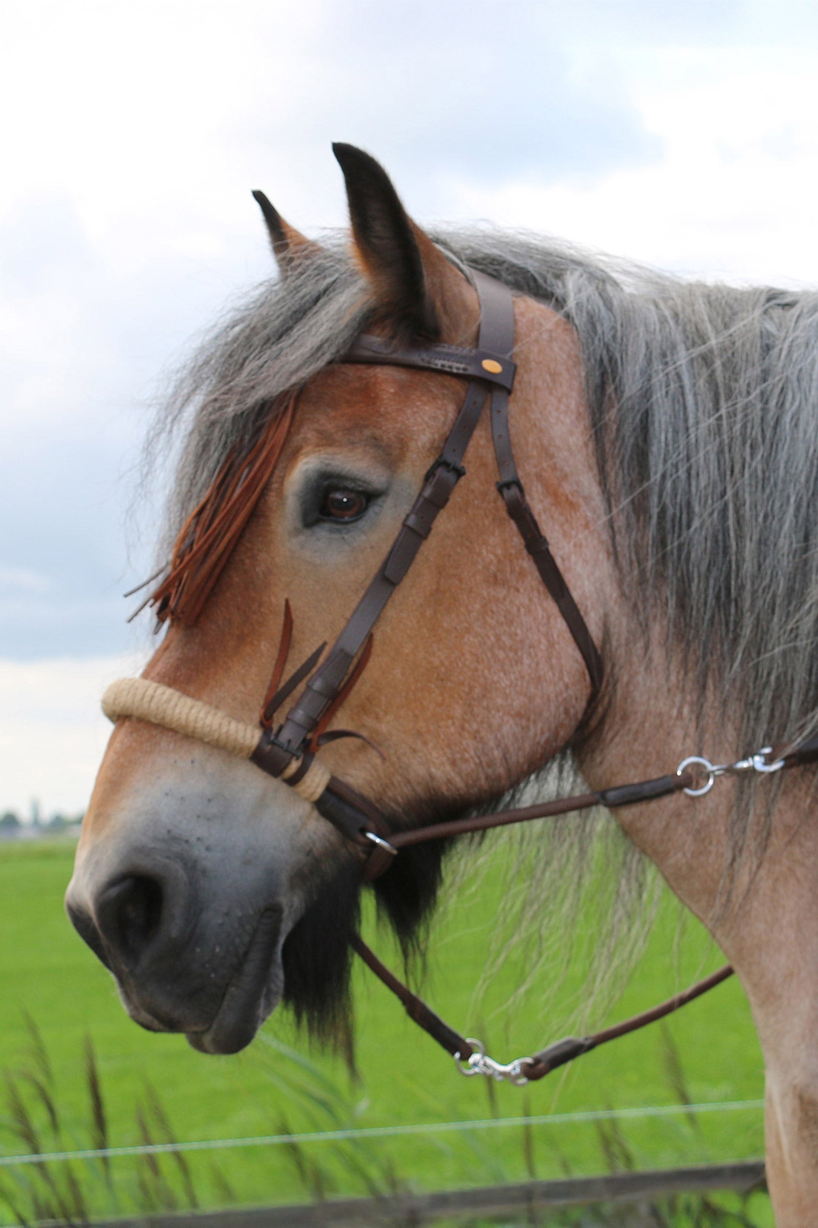 F.R.A. Freedom Riding Articles Tinver ogłowie bezwędzidłowe z wodzami (System 4), Shire Ogłowia i wodze