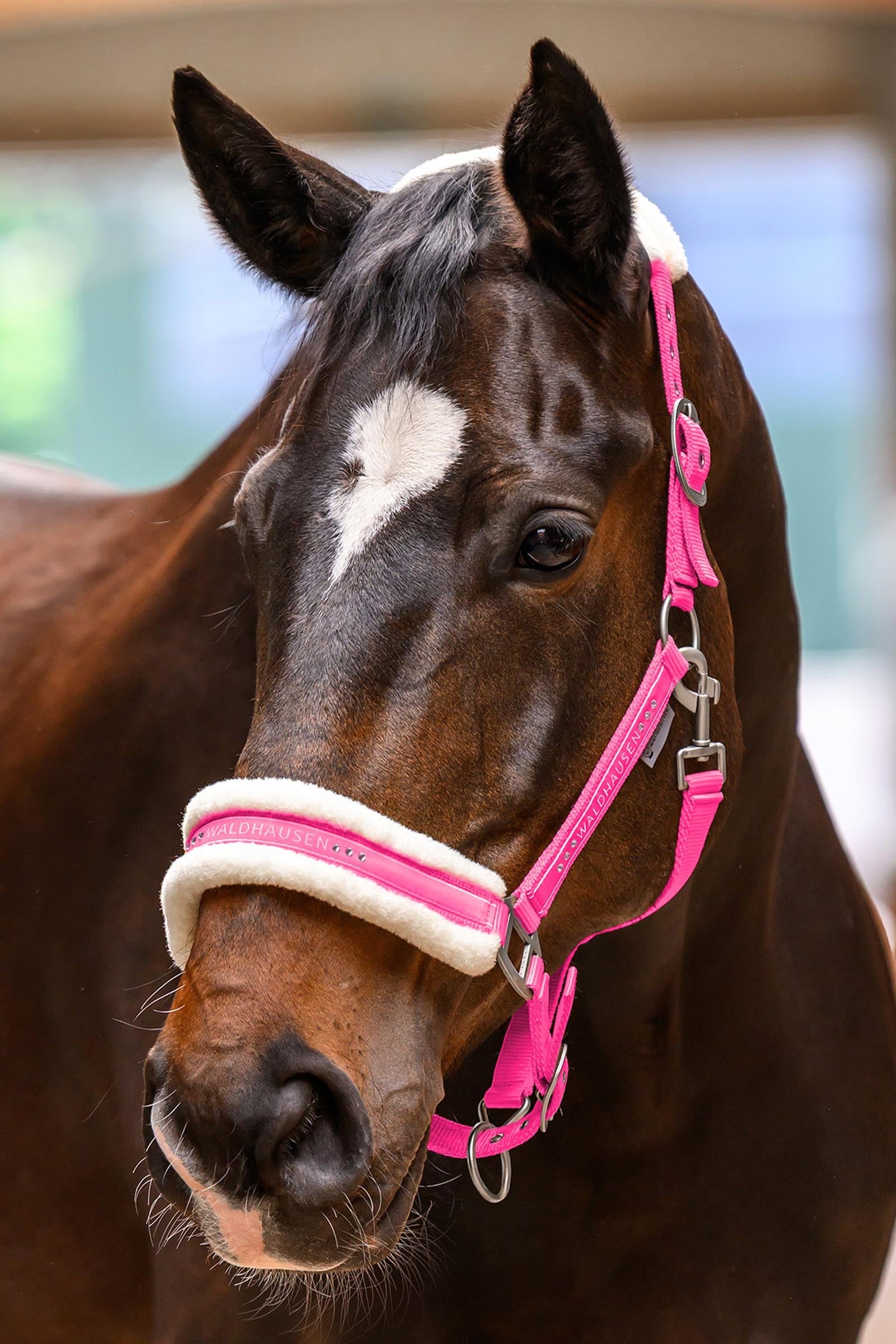 Waldhausen Elegant Halter Halters & Leads