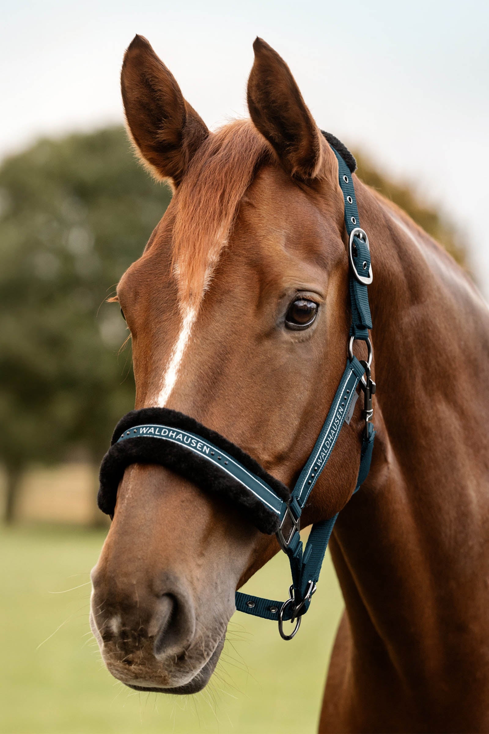 Waldhausen Elegant Halter Halters & Leads
