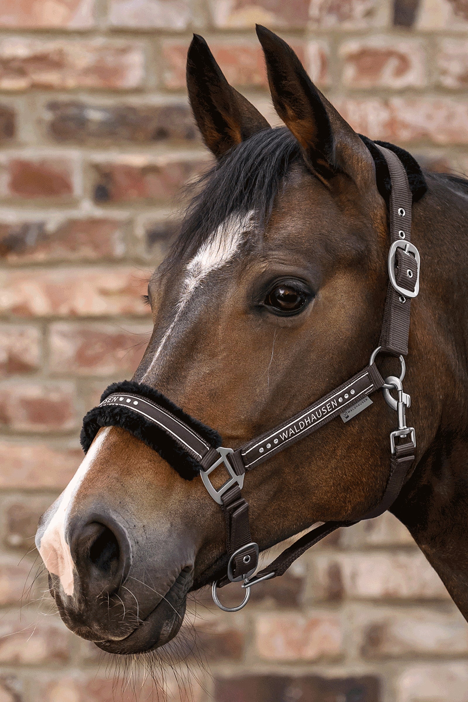 Waldhausen Elegant Halter Halters & Leads
