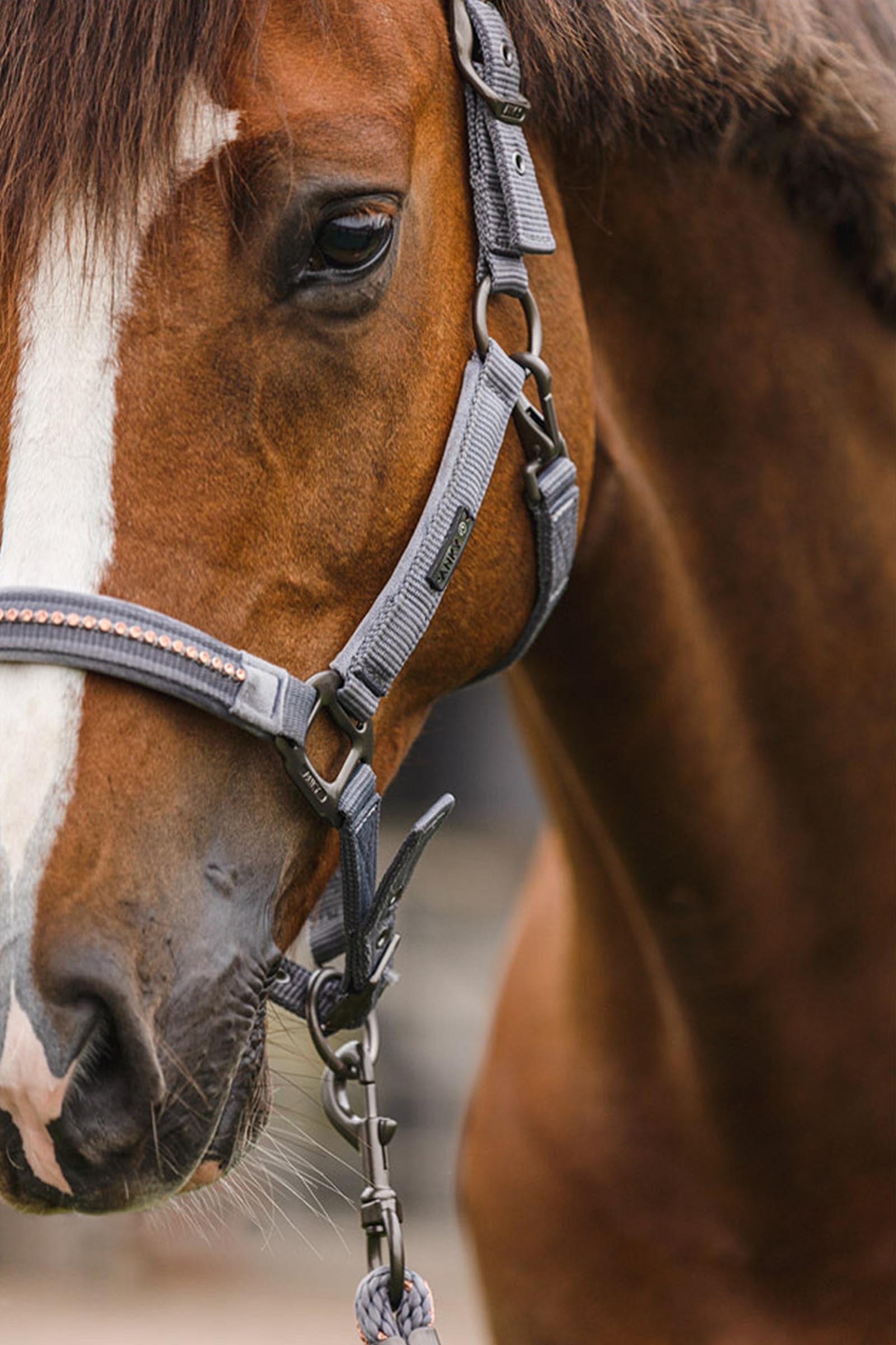 Anky ANKY Stones Halter & Lead Set Halters & Leads