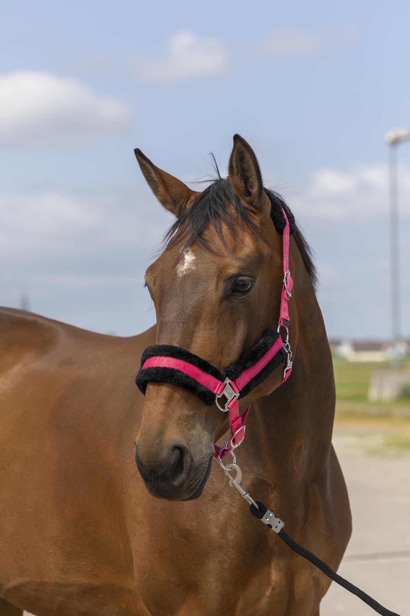 EQUITHÈME Nylon Mouton Halter Halters & Leads