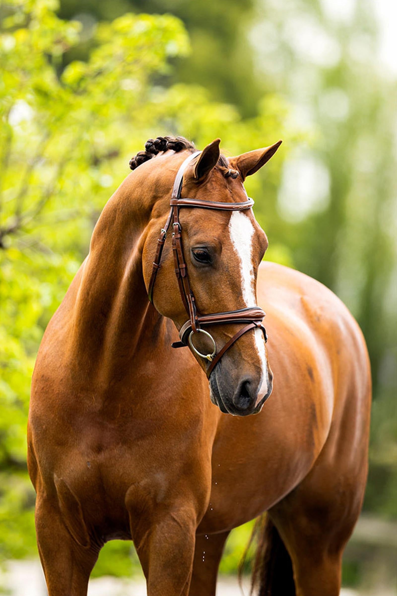 BR Cheltenham Bridle Bridles & Reins