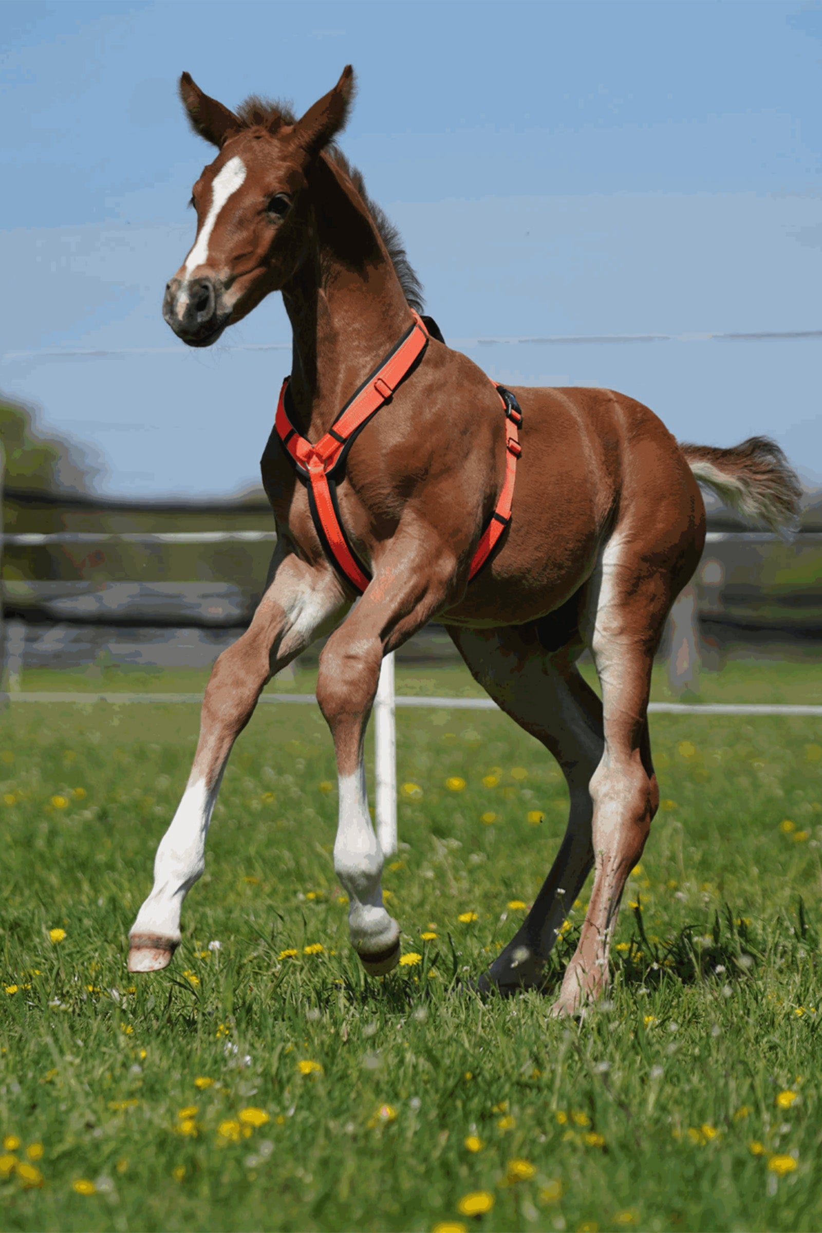Sprenger Foal Harness Horse Grooming Tools