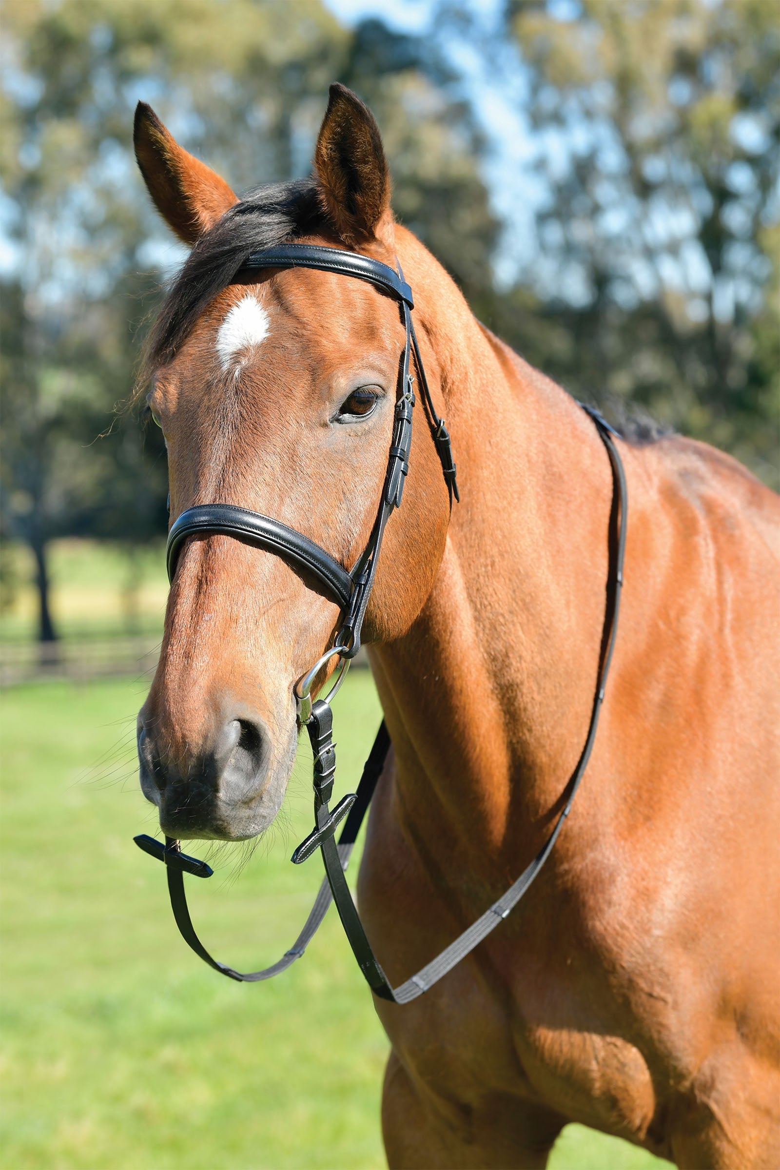 Kincade Classic Plain Raised Cavesson Bridle With Reins Horse Training