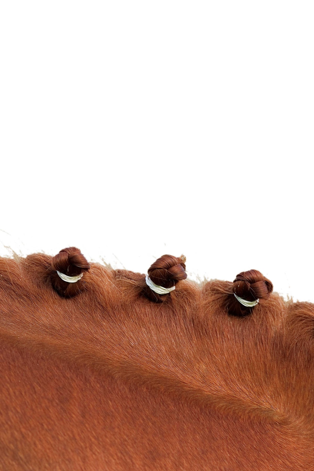 HIPPOTONIC Braiding Bands (500 pcs) Horse Grooming Tools