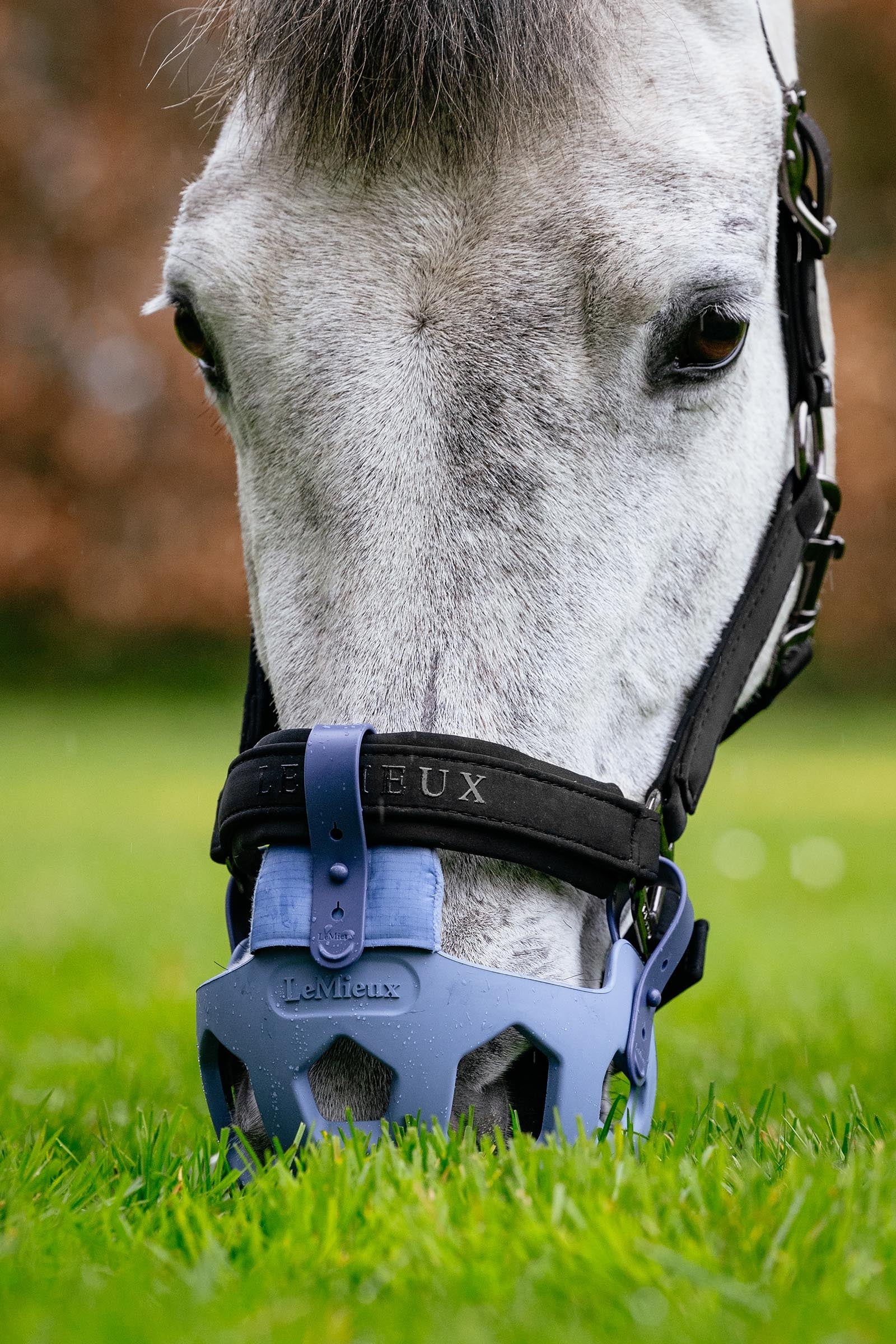 LeMieux Noma Grazing Muzzle Halters & Leads