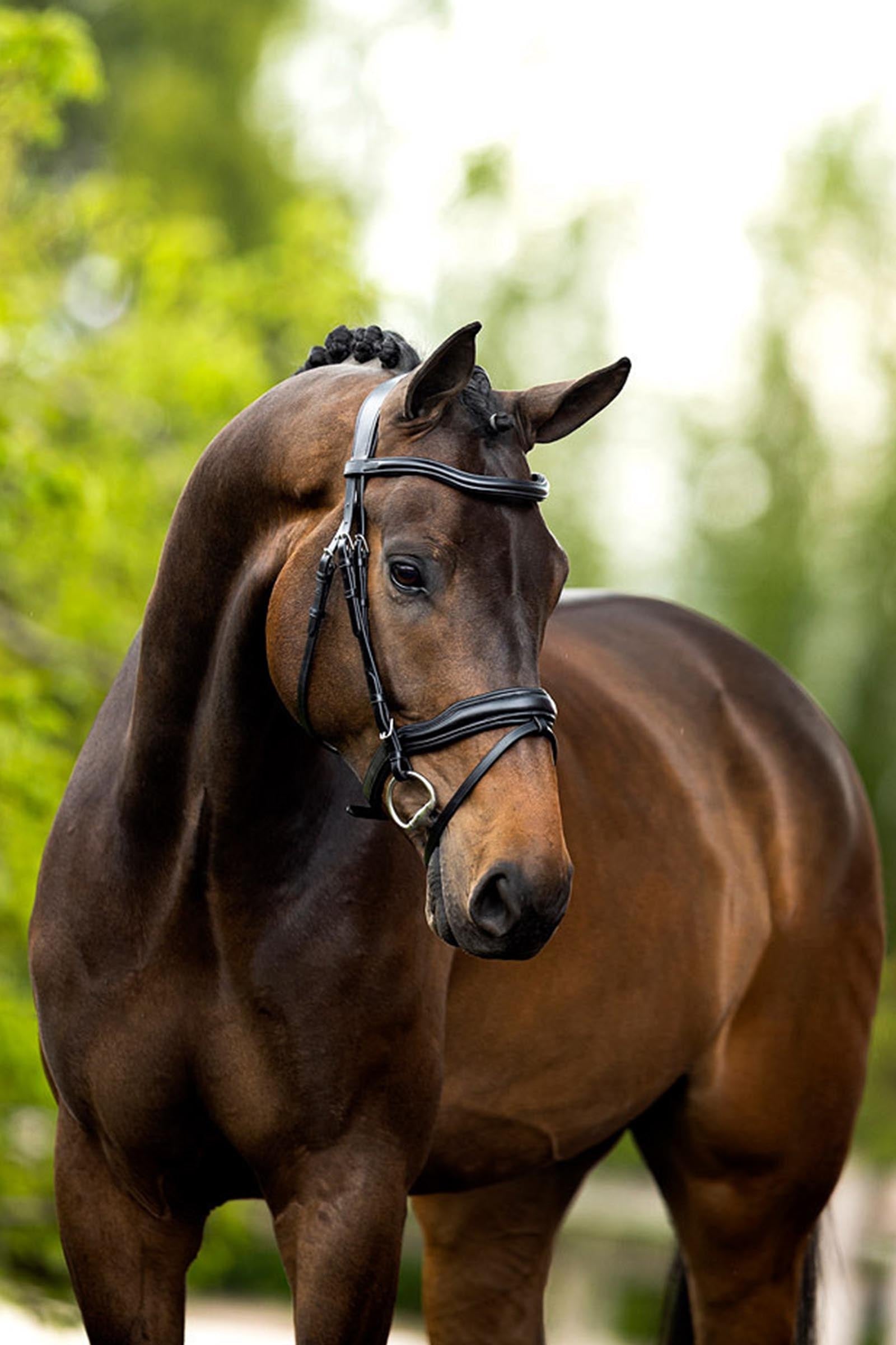BR Luton Bridle Bridles & Reins
