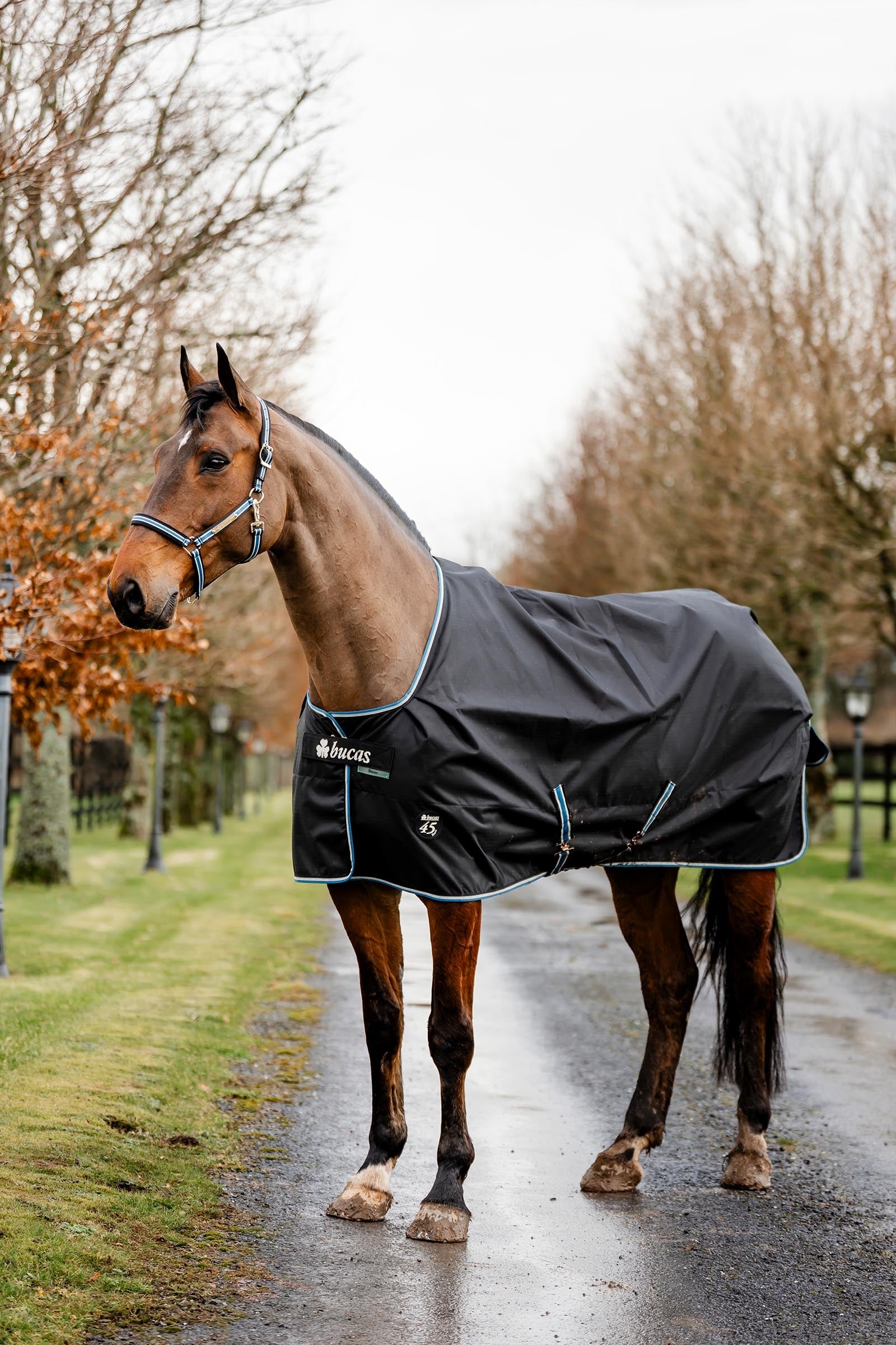 Bucas Anniversary Light SD Turnout Rug, 150g Horse Rugs