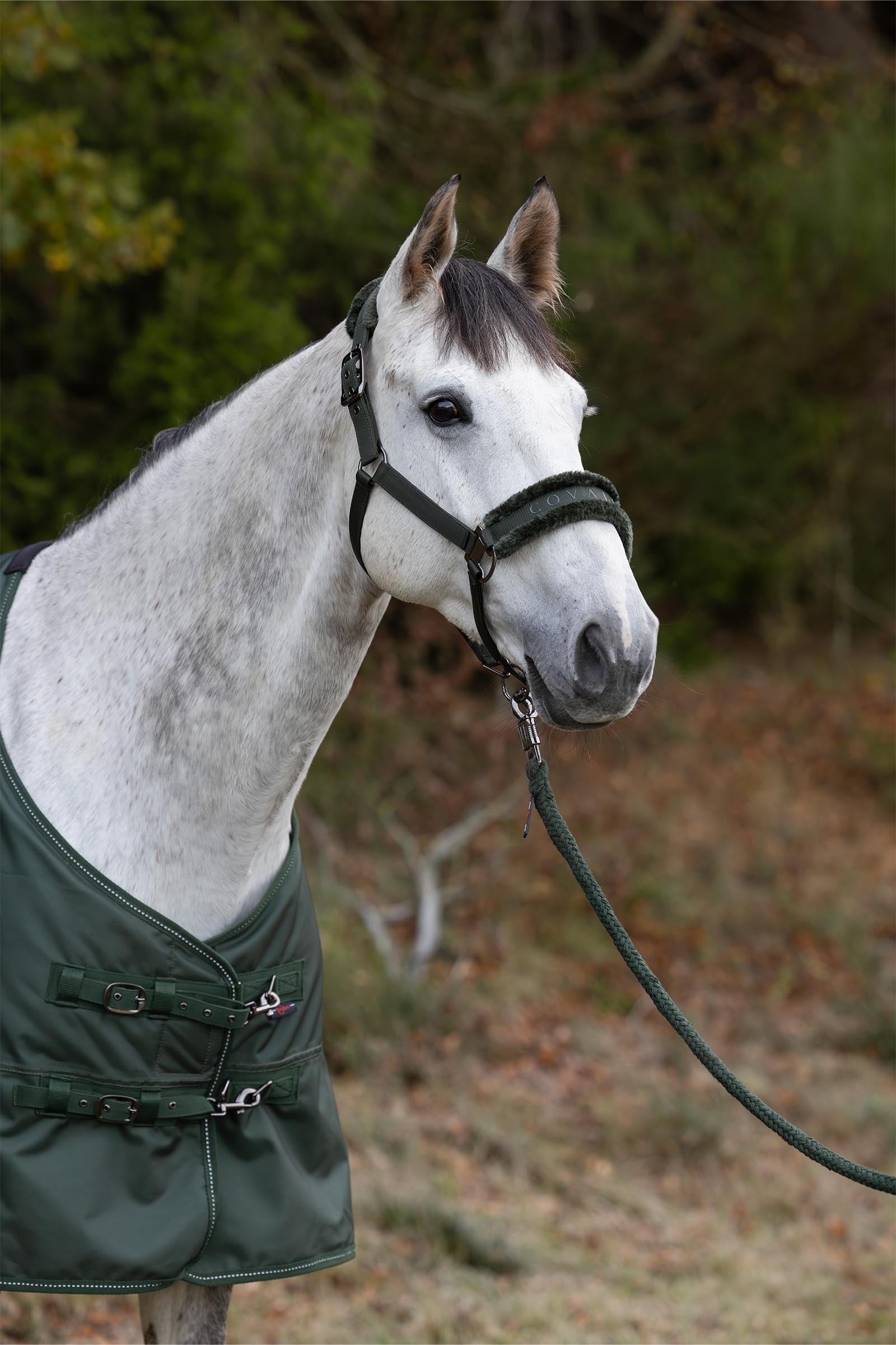 Covalliero Halter Halters & Leads