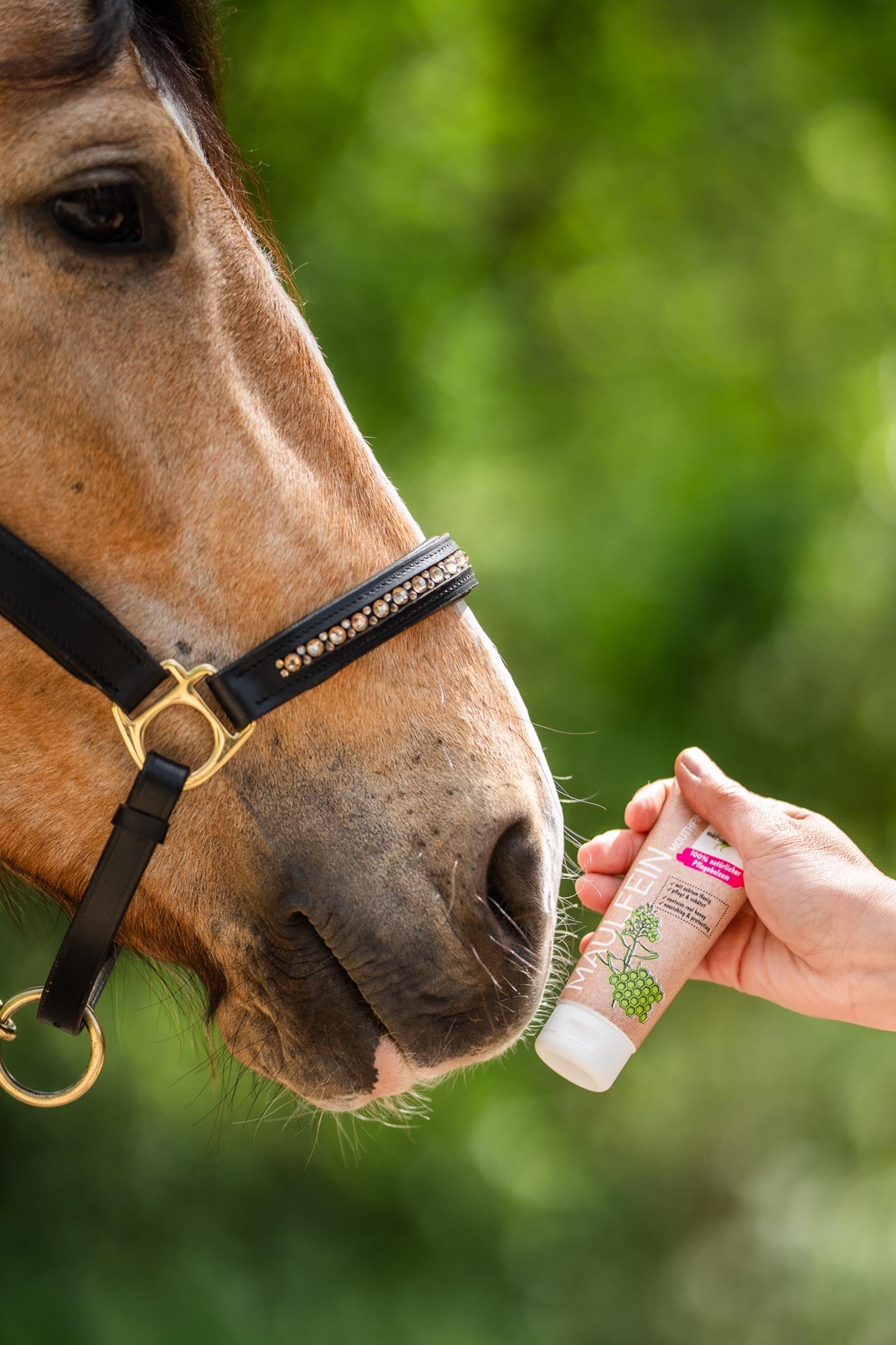 Bense & Eicke MouthFine, 100 ml Horse Health Care