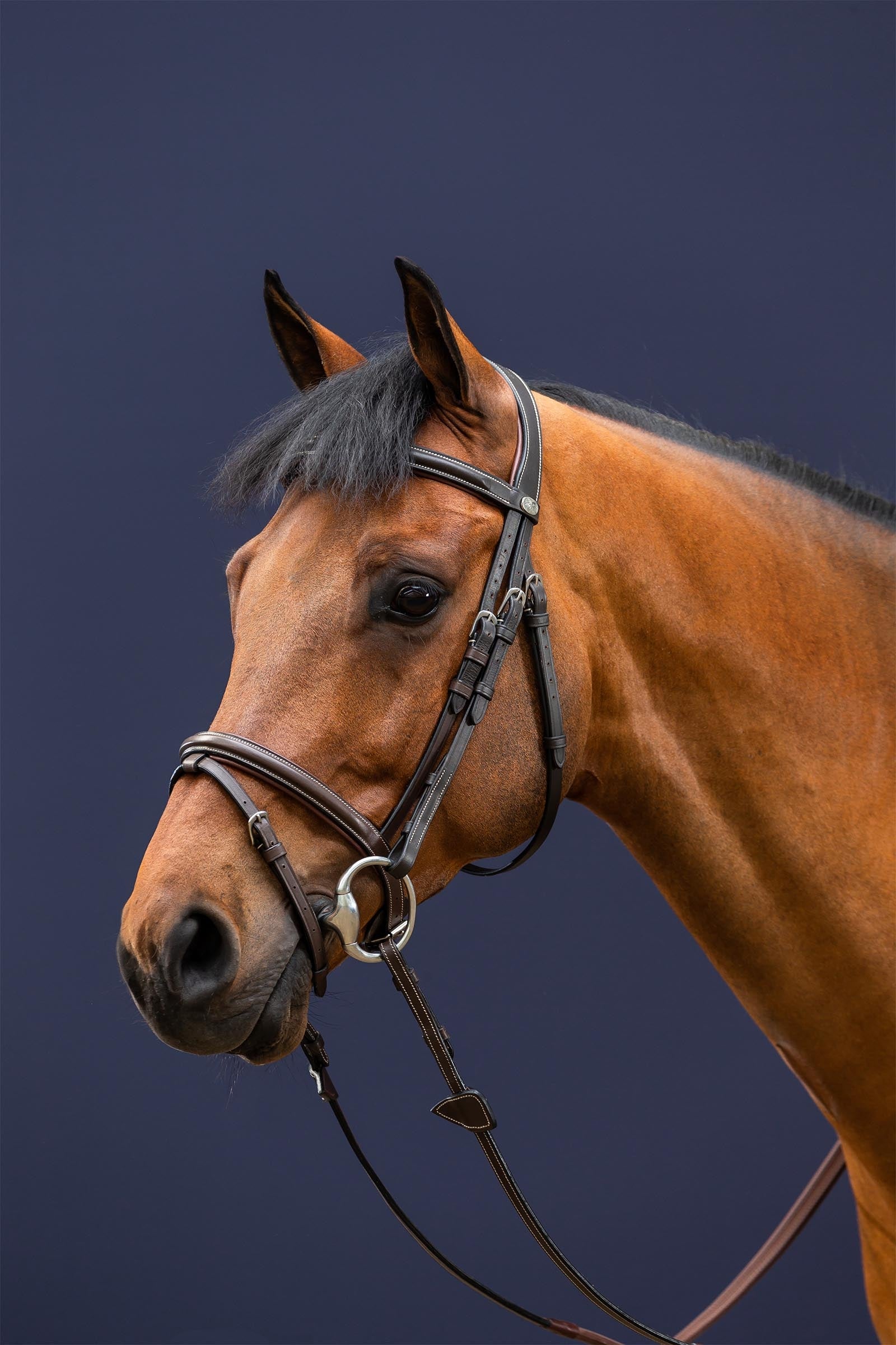 Dy'on Working Flash Noseband Bridle Bridles & Reins