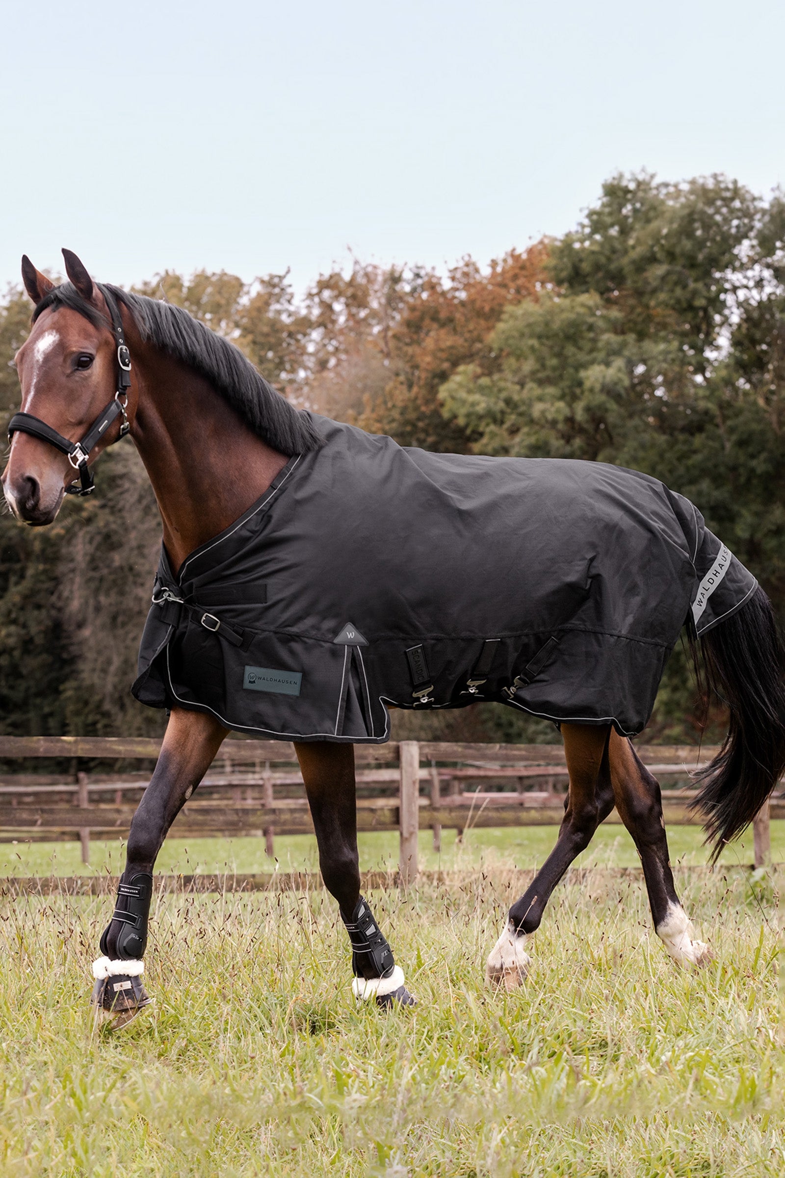 Waldhausen Outdoor Rug Scandic 50g Horse Rugs