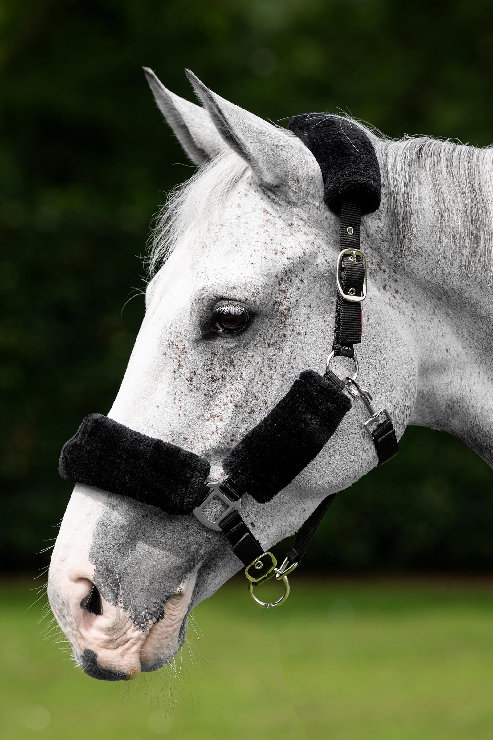 LeMieux Comfort Head Collars Halters & Leads
