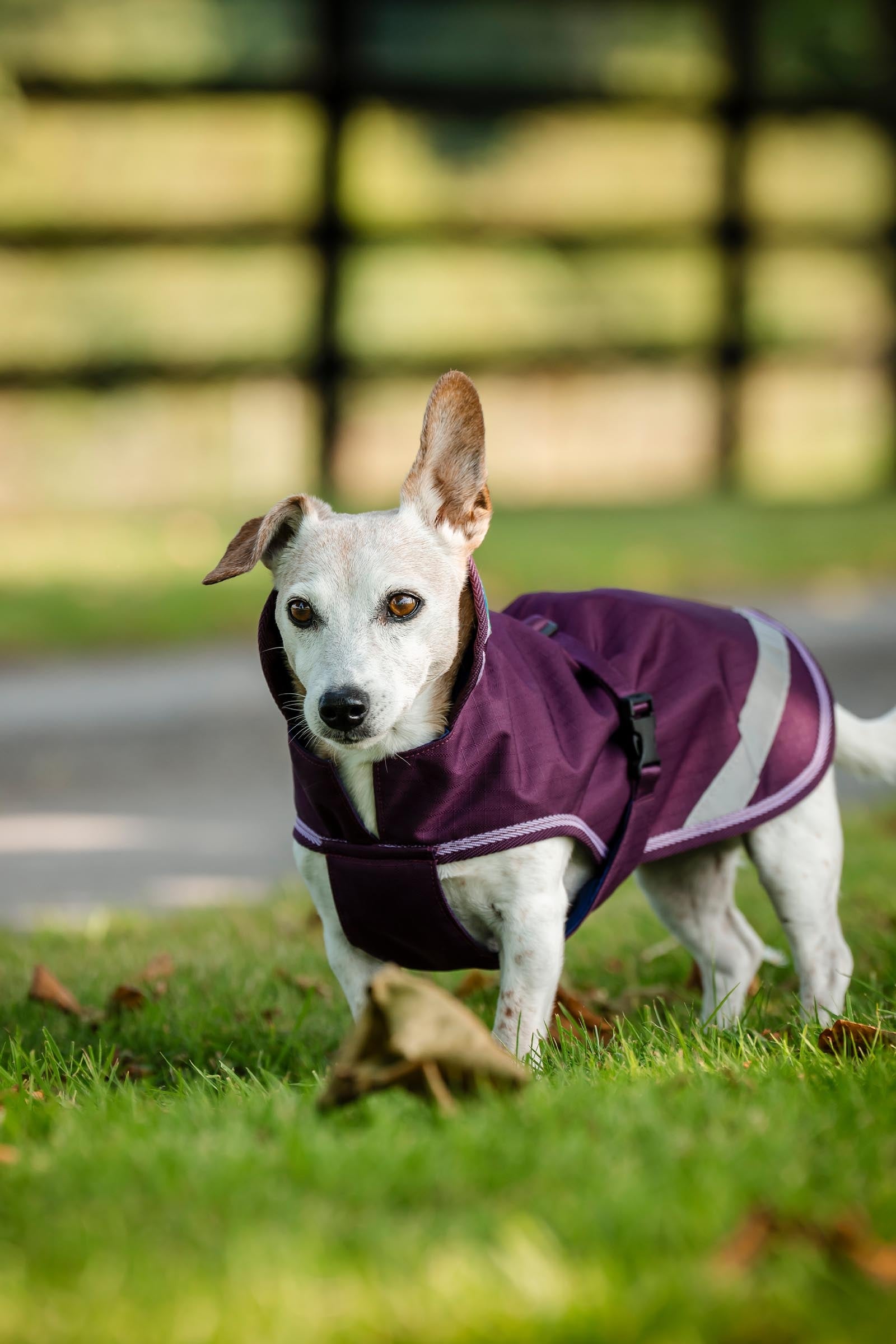 Bucas Freedom Dog Rug, 150g (50-85 cm) Dog Accesories