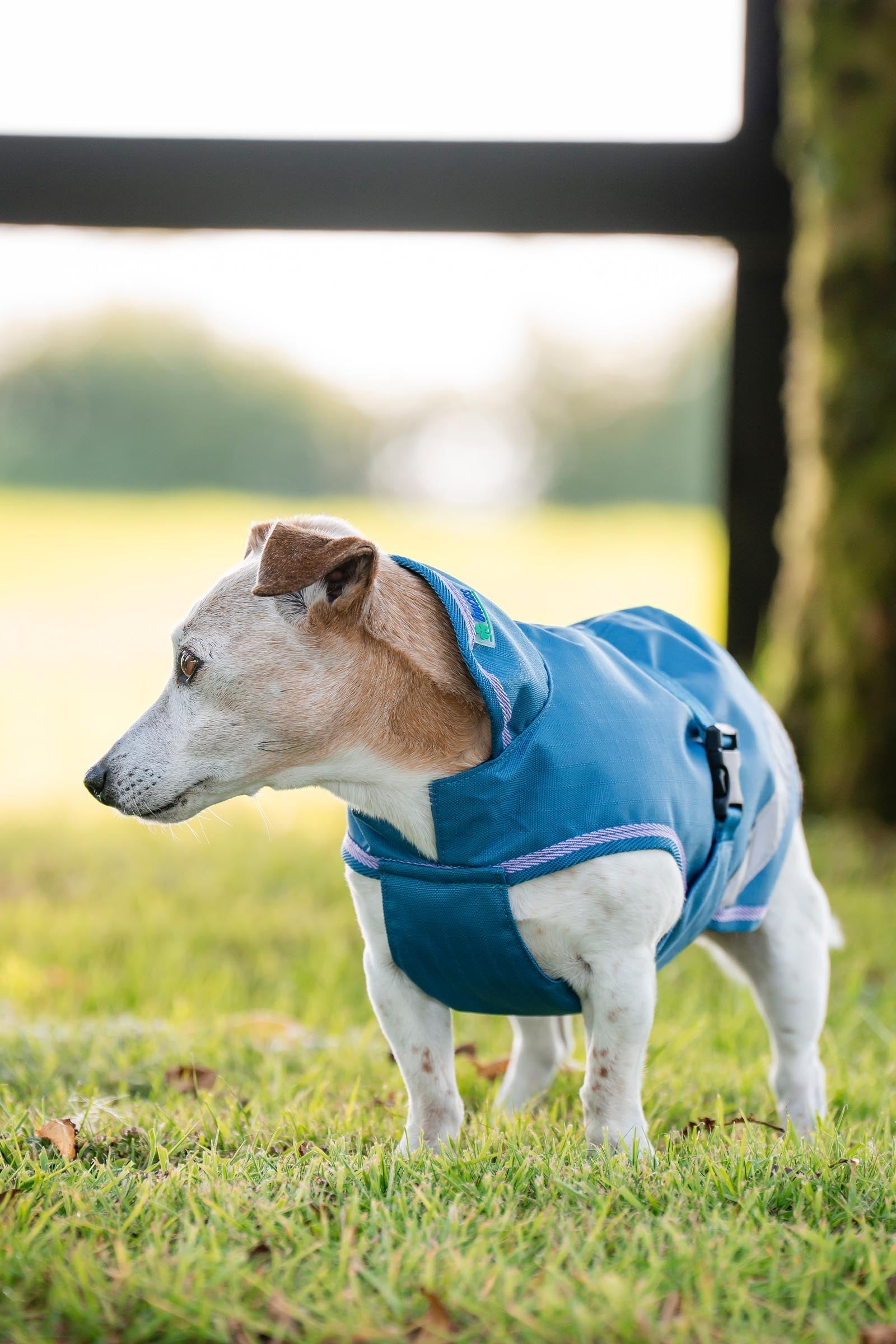 Bucas Freedom Dog Rug, 150g (50-85 cm) Dog Accesories