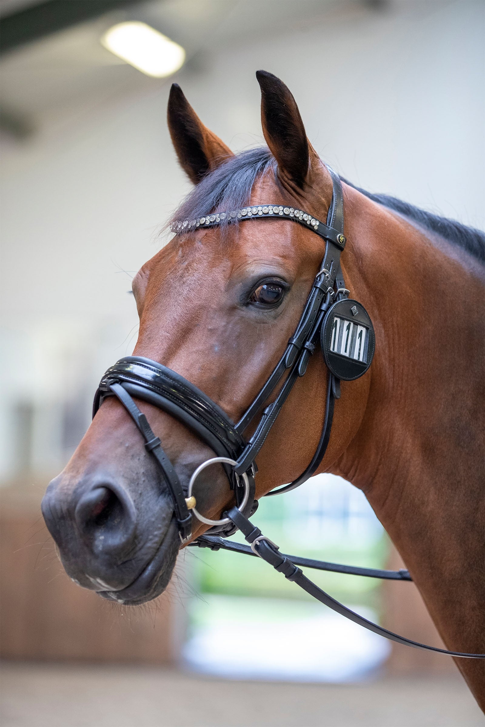 LeMieux Bridle Number Holder (only 1) Bridles & Reins