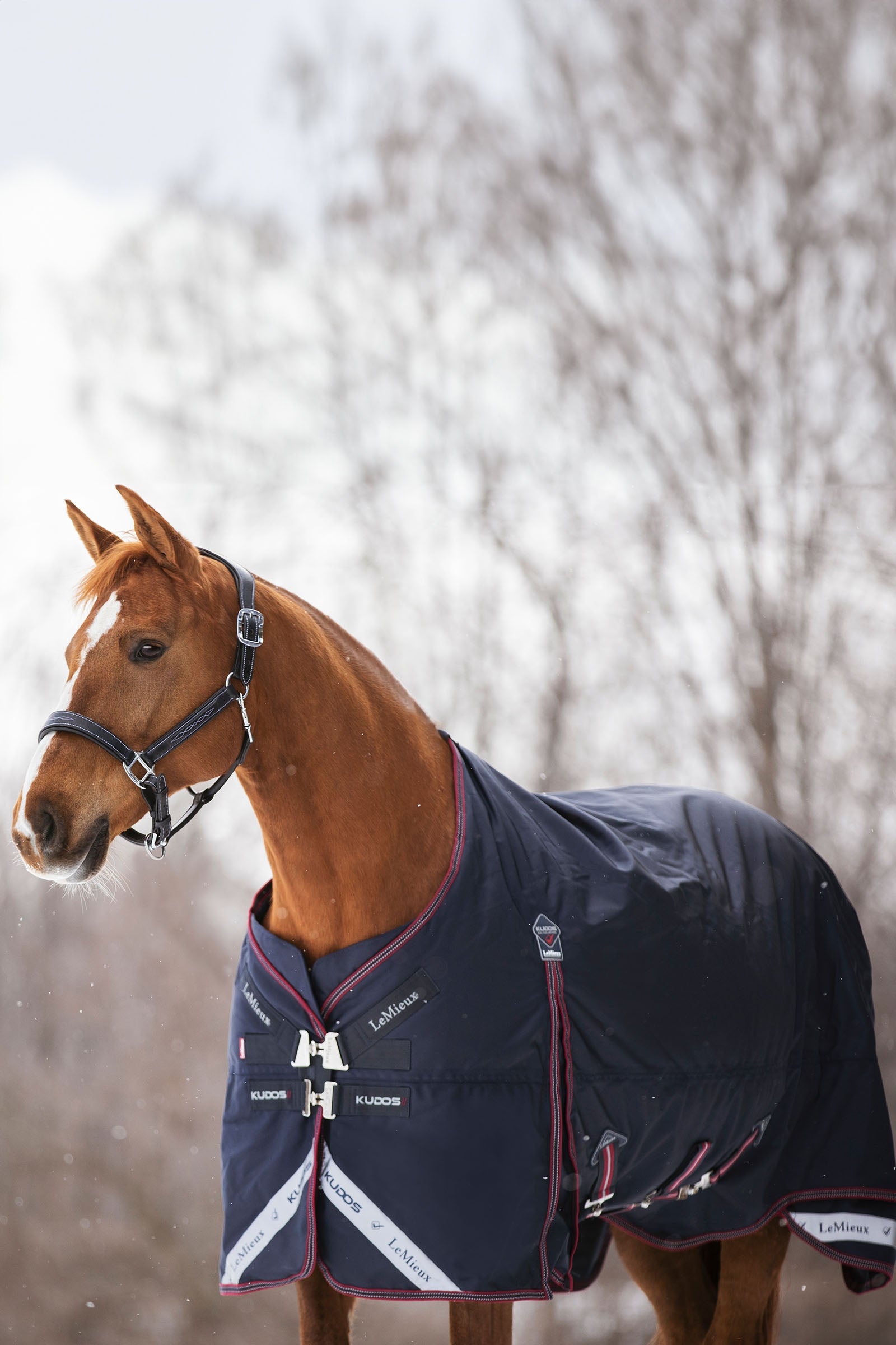 LeMieux Kudos Lightweight Turnout Rug, 100 g Horse Rugs