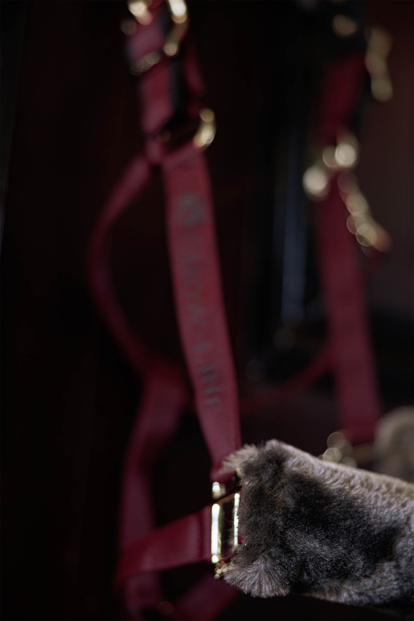 Bucas Show-Line Halter Halters & Leads