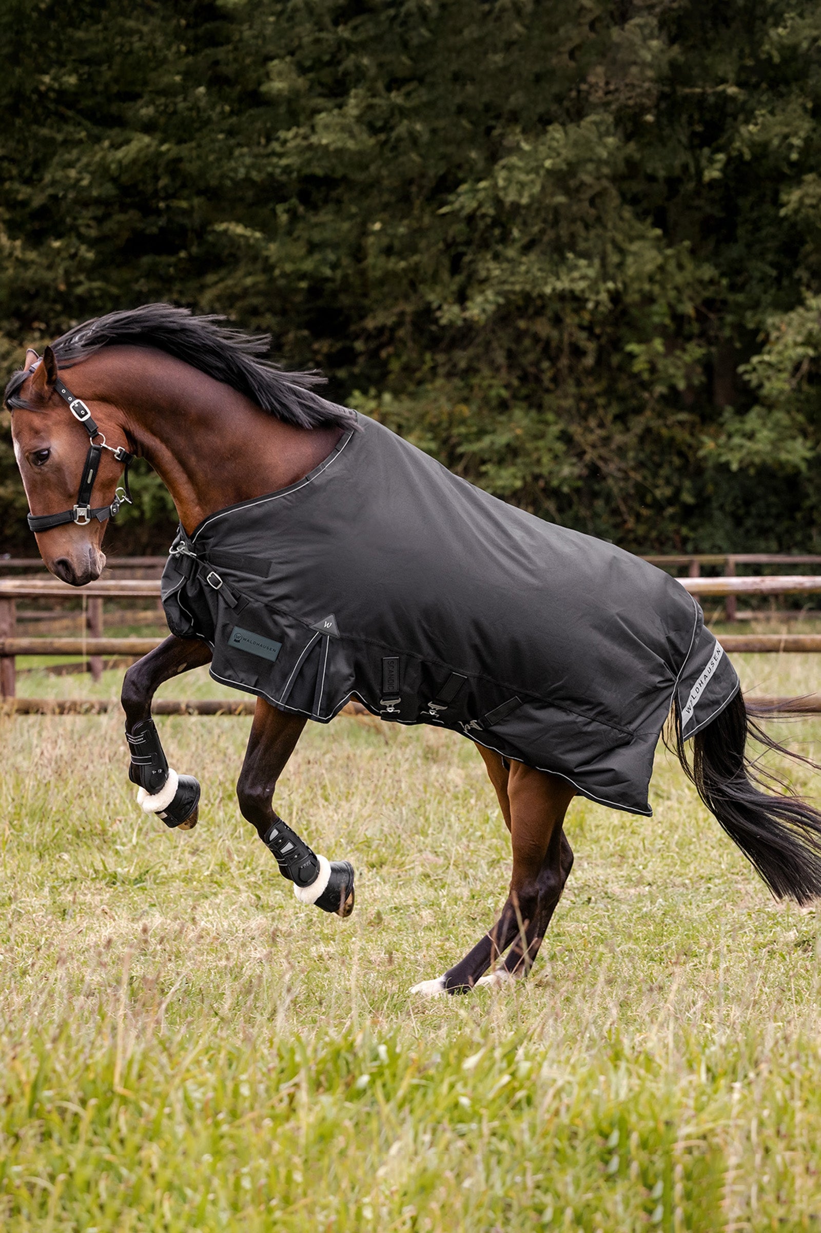 Waldhausen Outdoor Rug Scandic 100g Horse Rugs