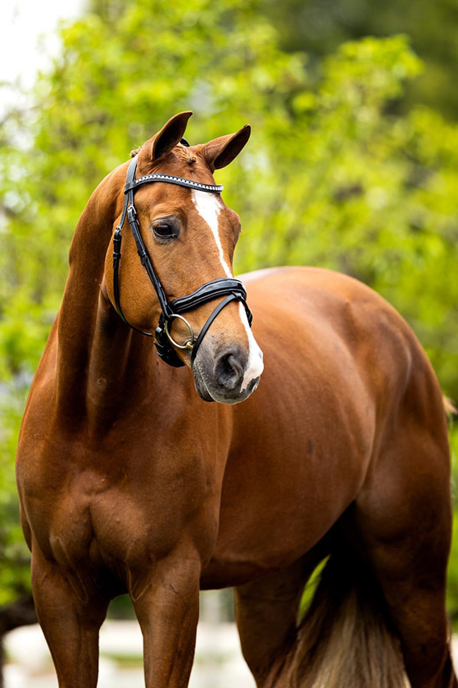 BR Bolton Bridle Bridles & Reins
