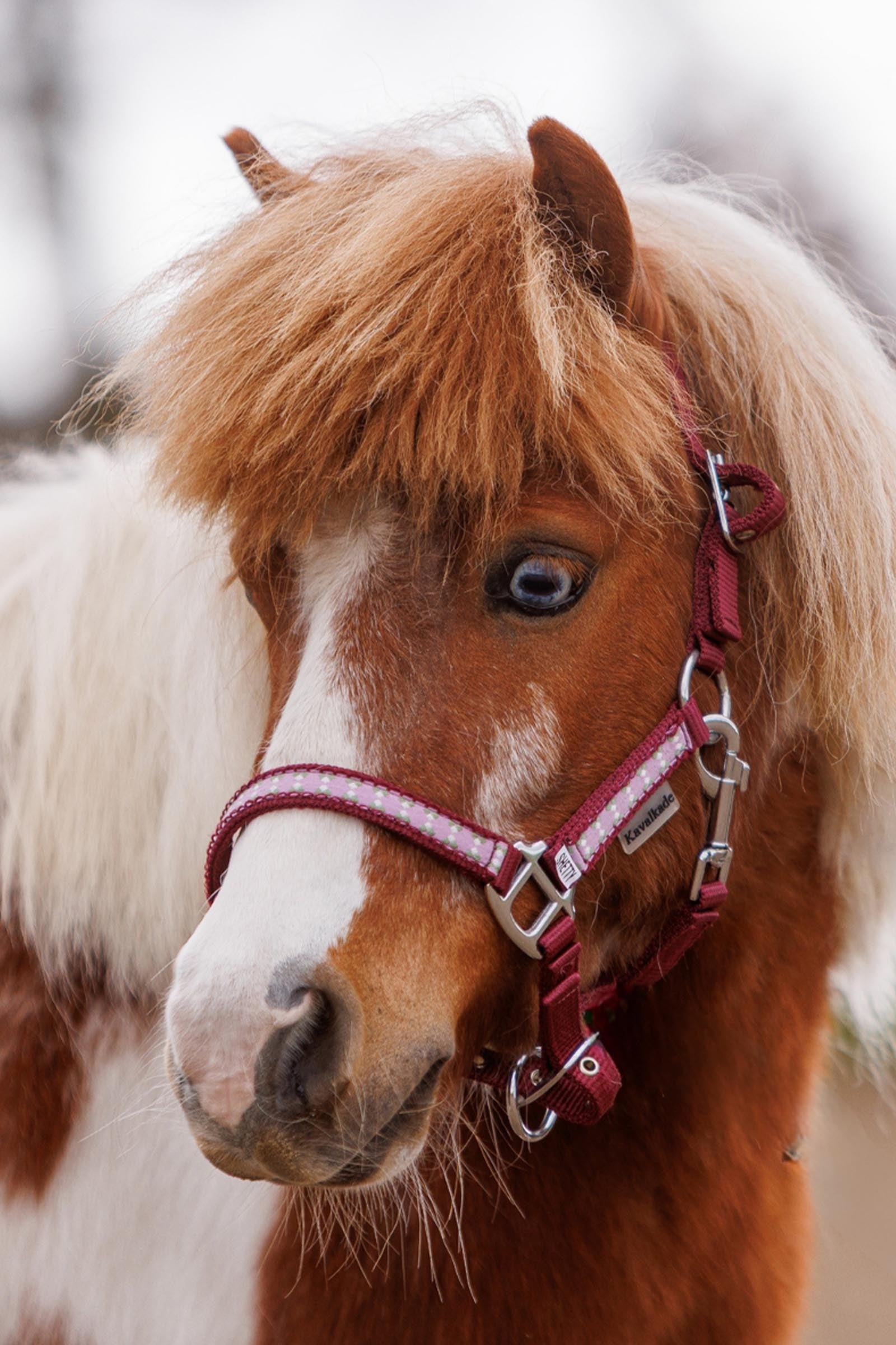 Kavalkade Dottsi Halter Halters & Leads