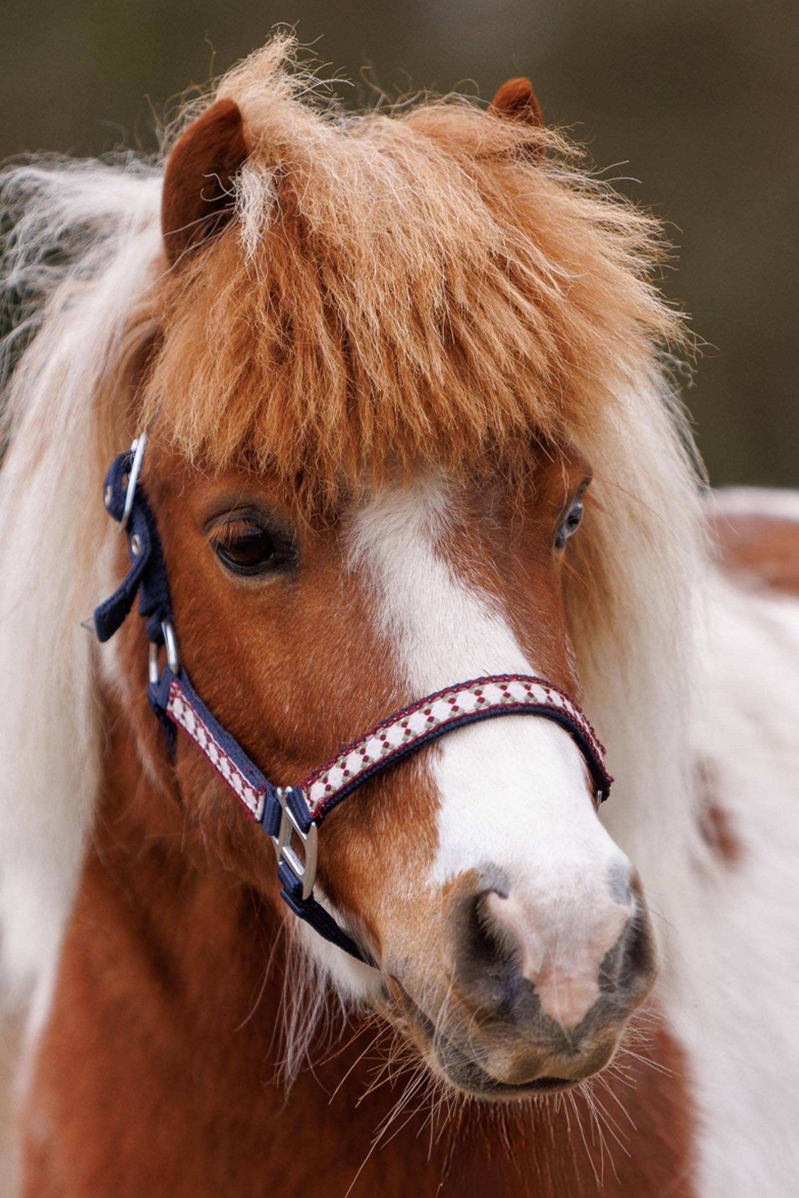 Kavalkade Dottsi Halter Halters & Leads